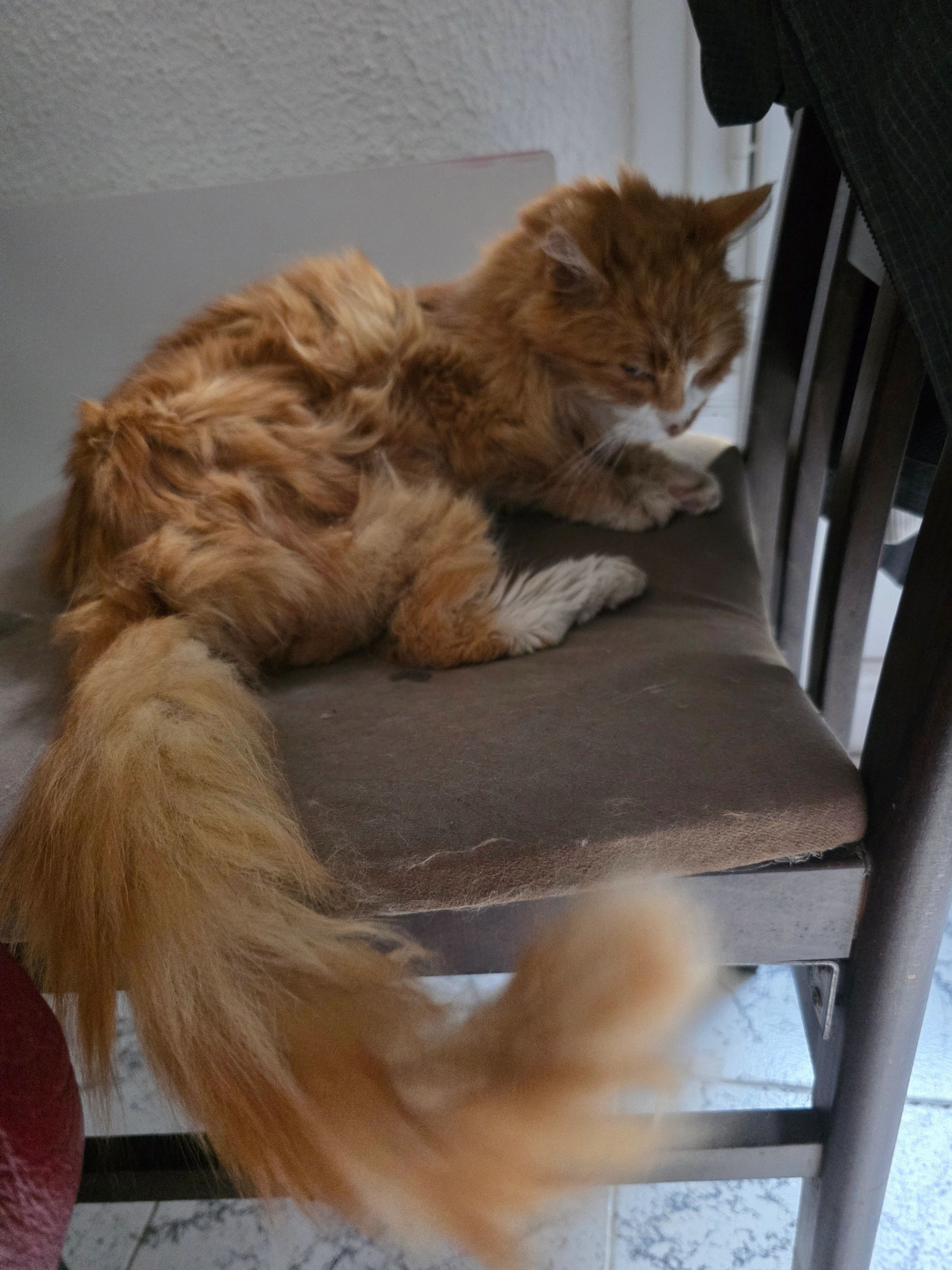 Filou  - 116 Rue Jacques Monod, Montpellier