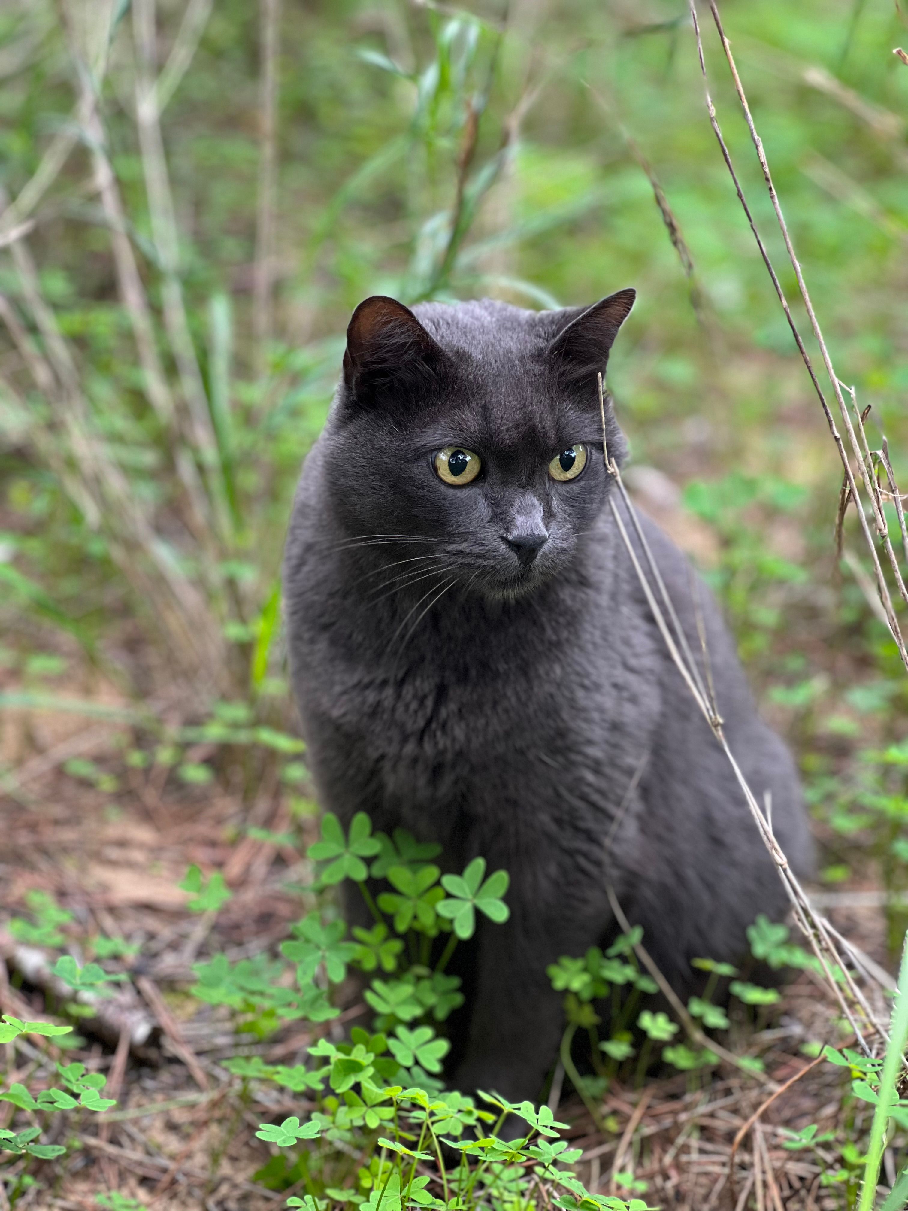 Sunny - Estrada Florestal Da Fonte Da Telha, Charneca da Caparica