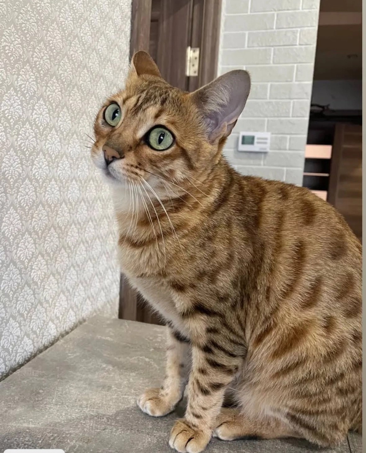 Cassandra  - 102 Bamburgh Close, Washington