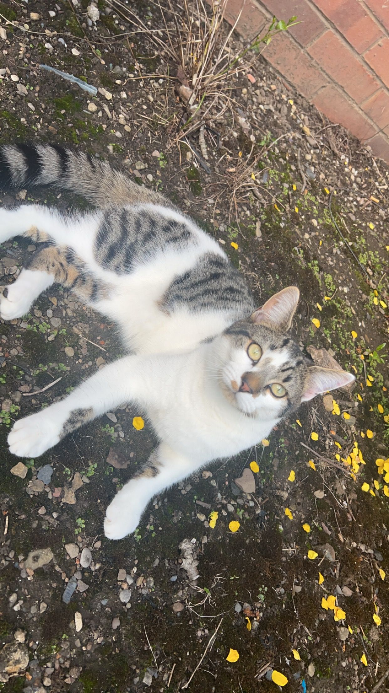 buddy  - Imrie Place, Penicuik