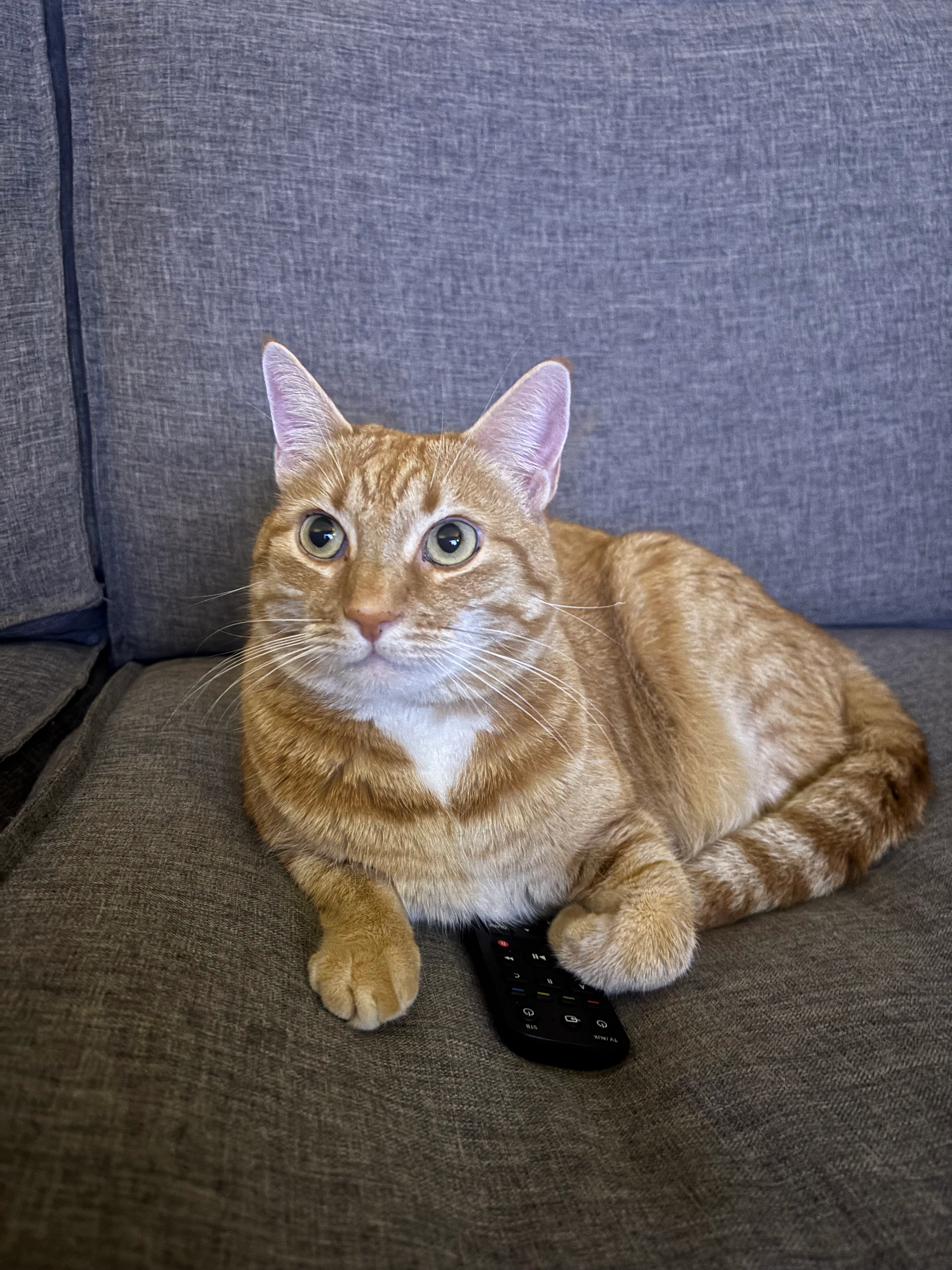 Lena - Ludingakerke, Drachten