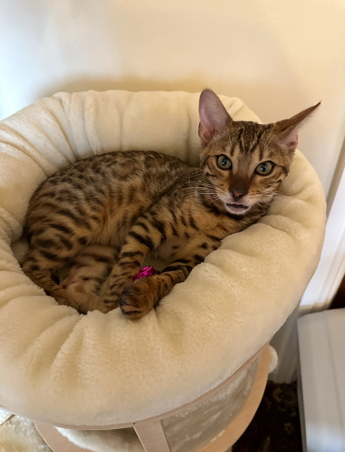 FRANKIE - Catterall Street, Blackburn