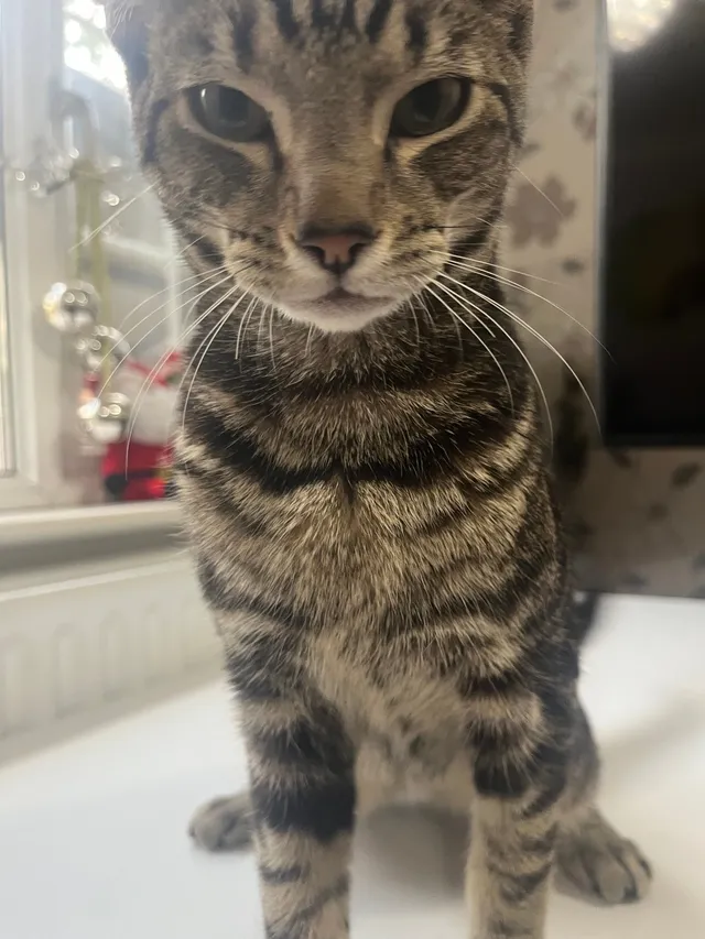 Simba - Cannon Lane, Pinner