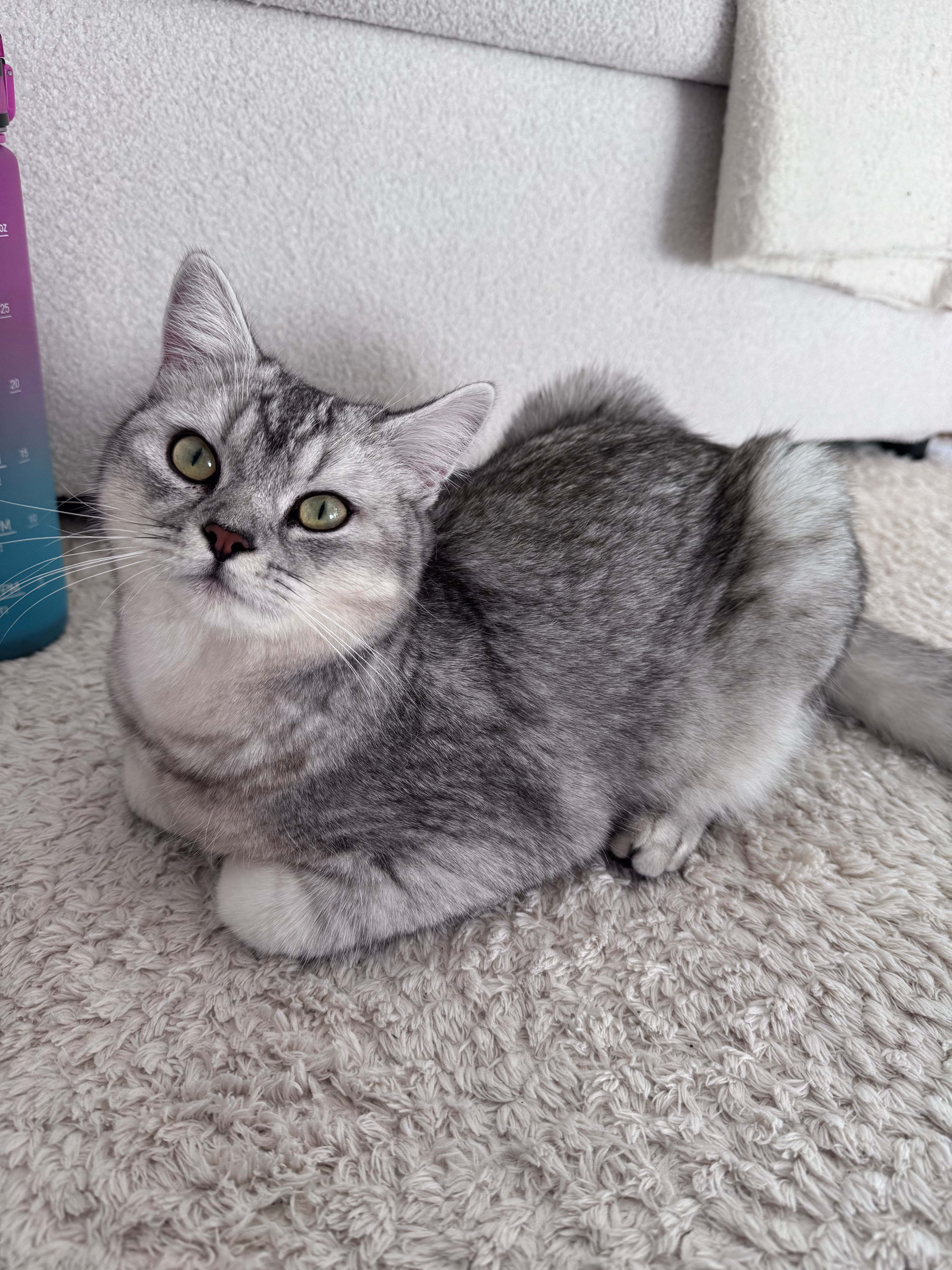 Bali - Adolf-Saenger-Straße, Siegen