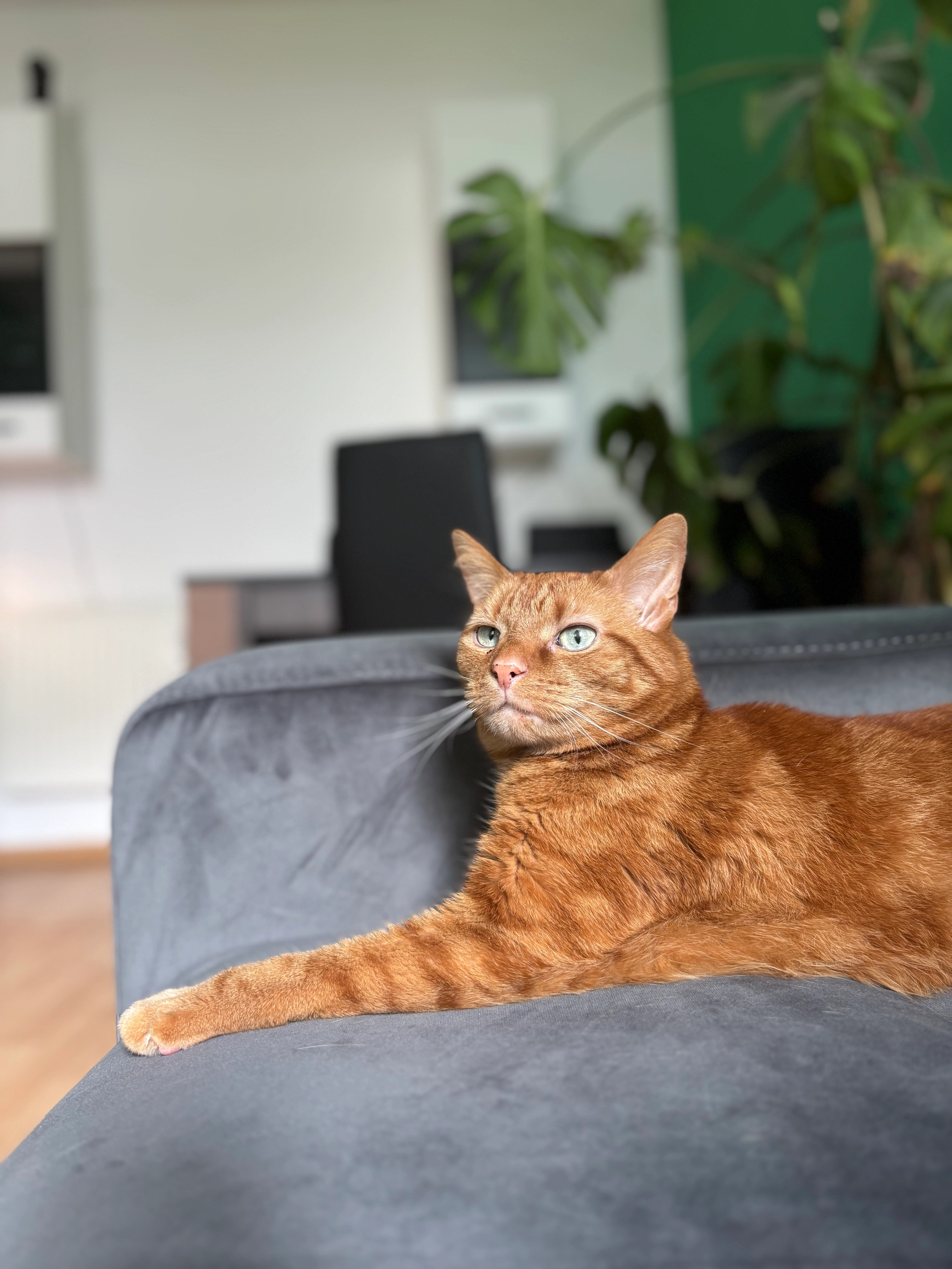 Tigger - Böttgerstraße, Meißen