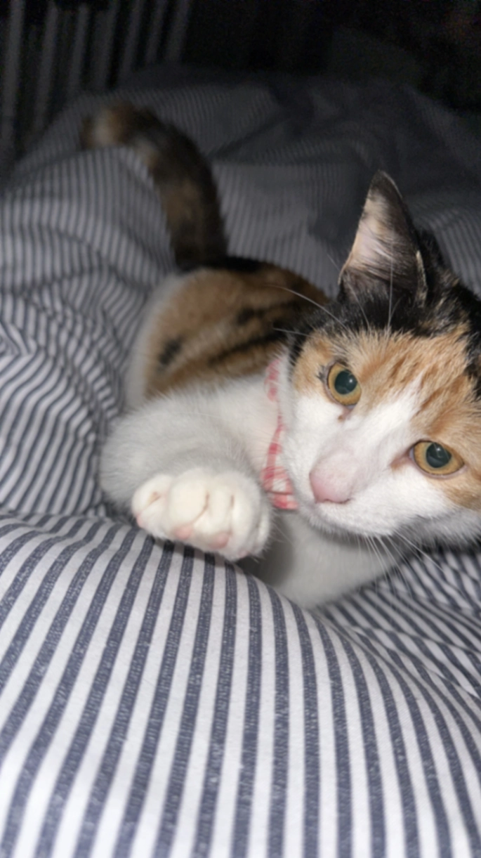 Zambi - Ledger Lane, Wakefield