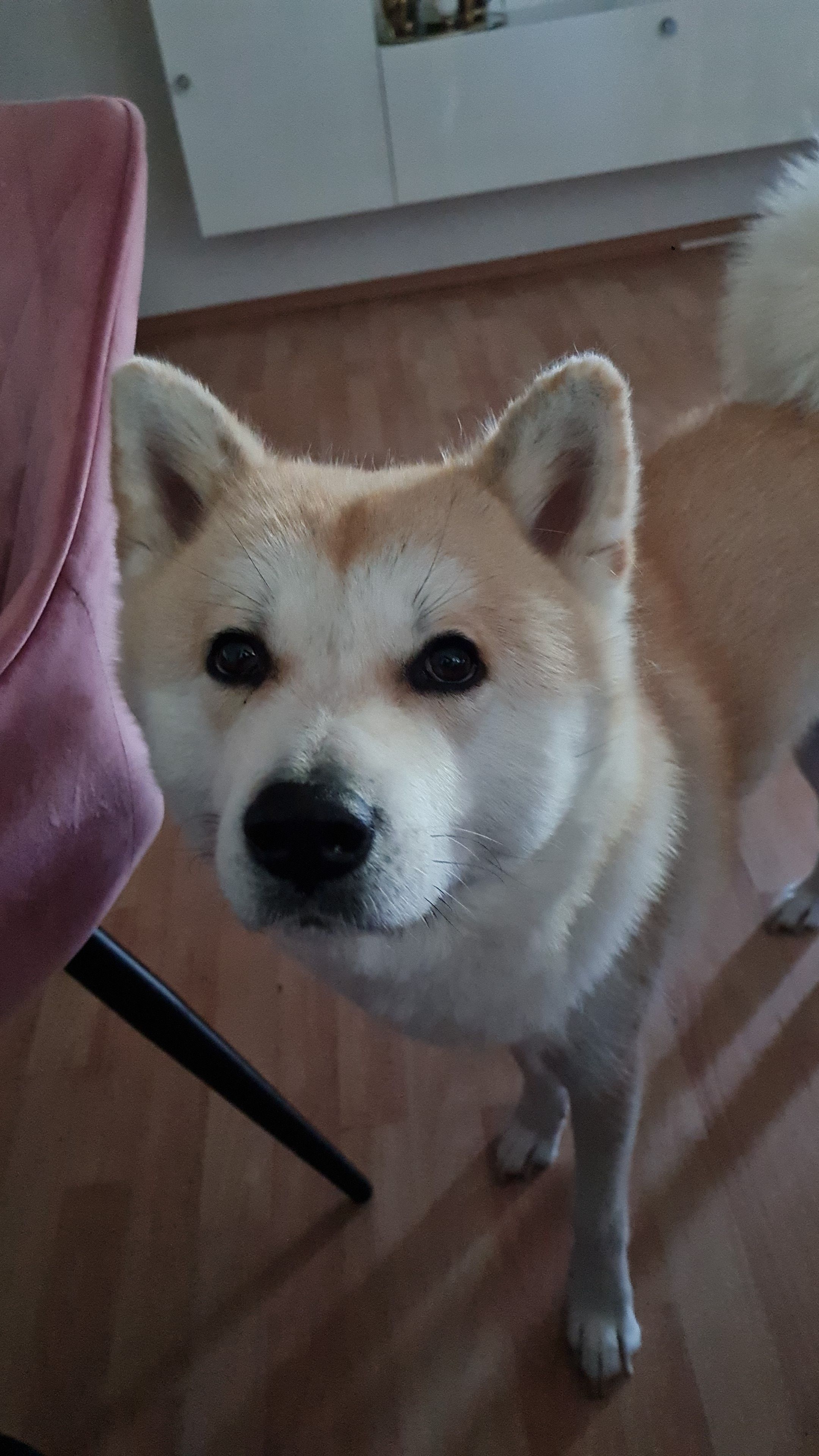 Schella  - Rotbühlstraße, Sindelfingen