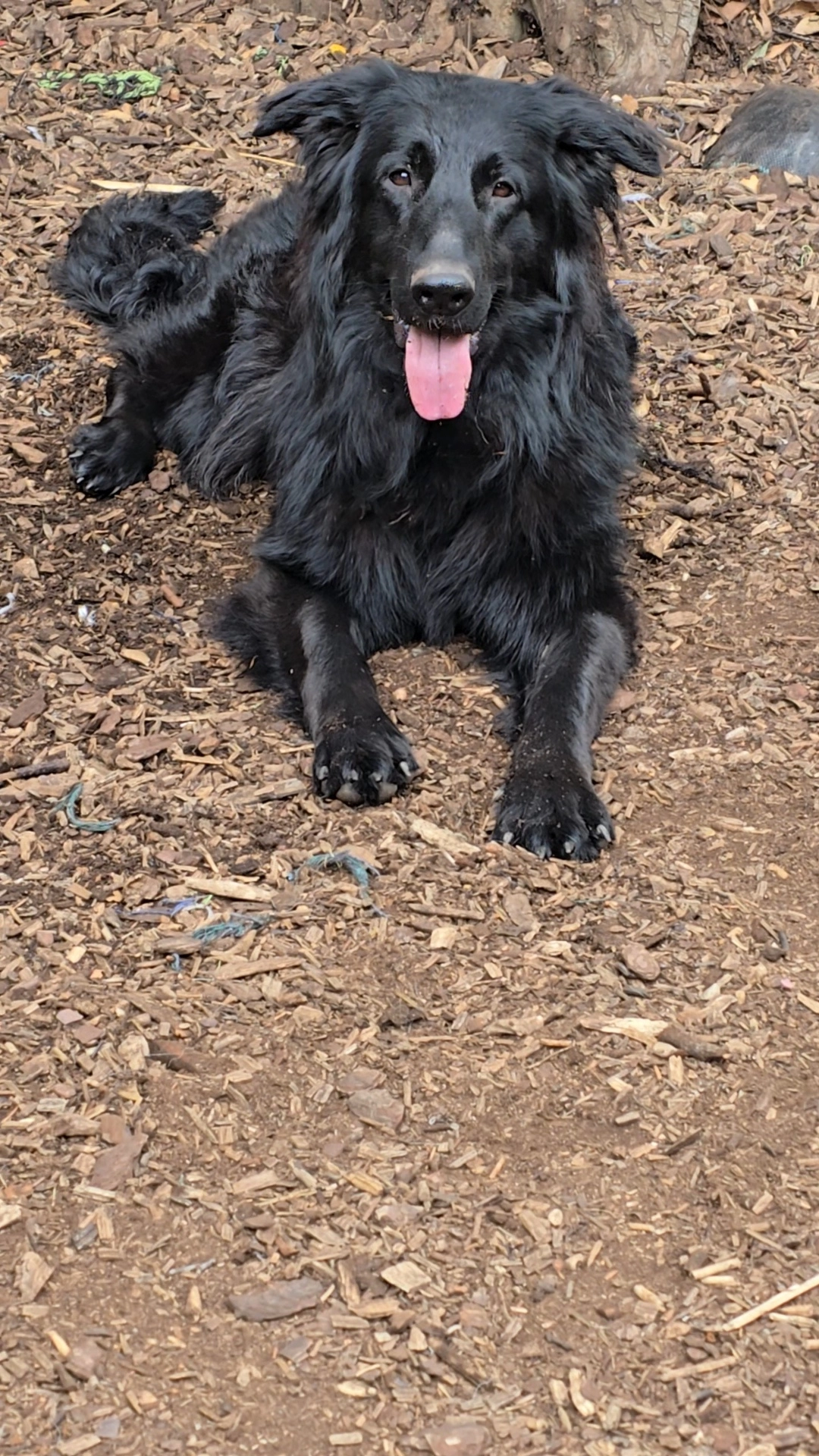 Ebony and Nala  - NW9 7, London