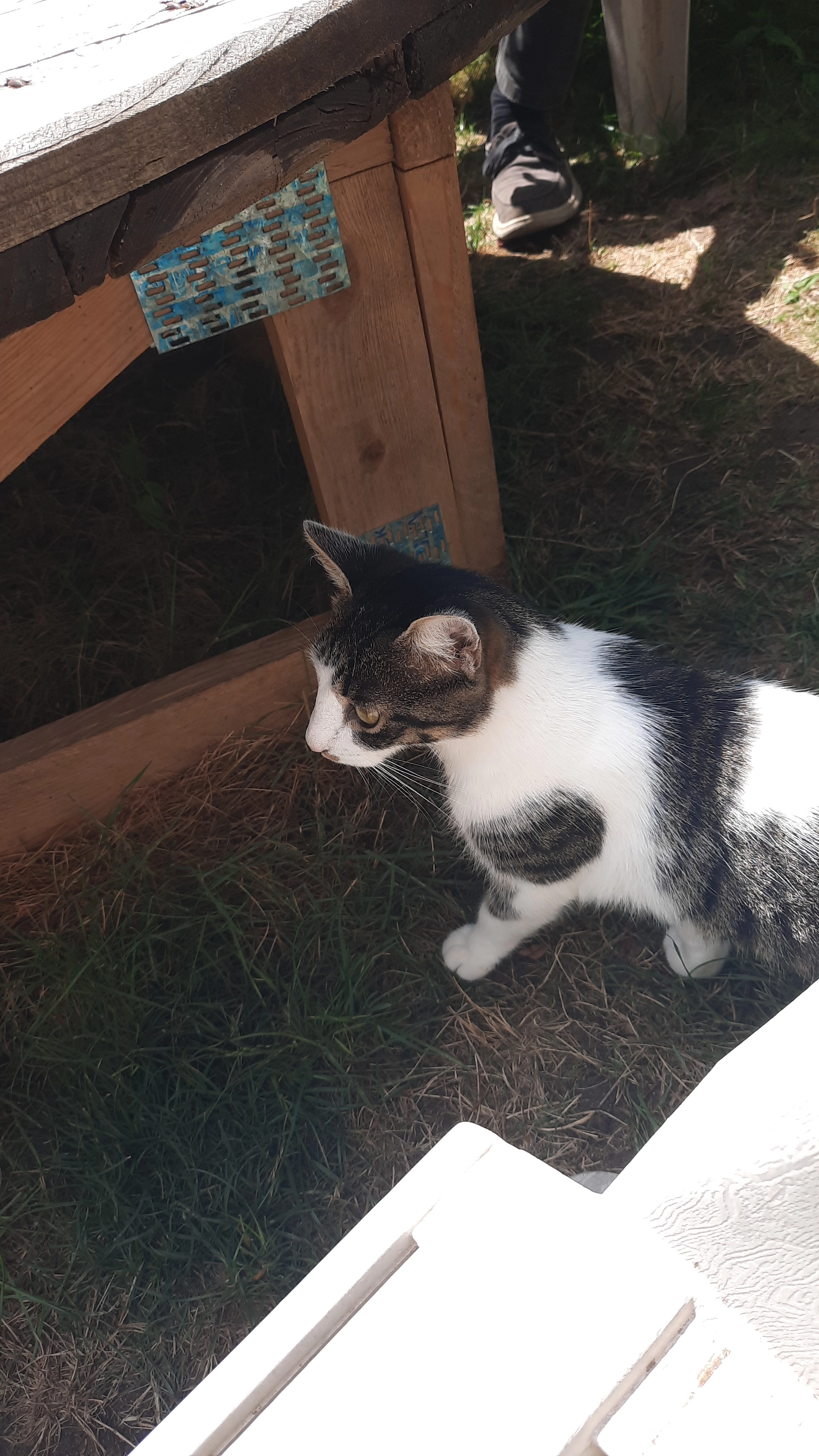 Chatouille  - 12 La Brugère, Novacelles