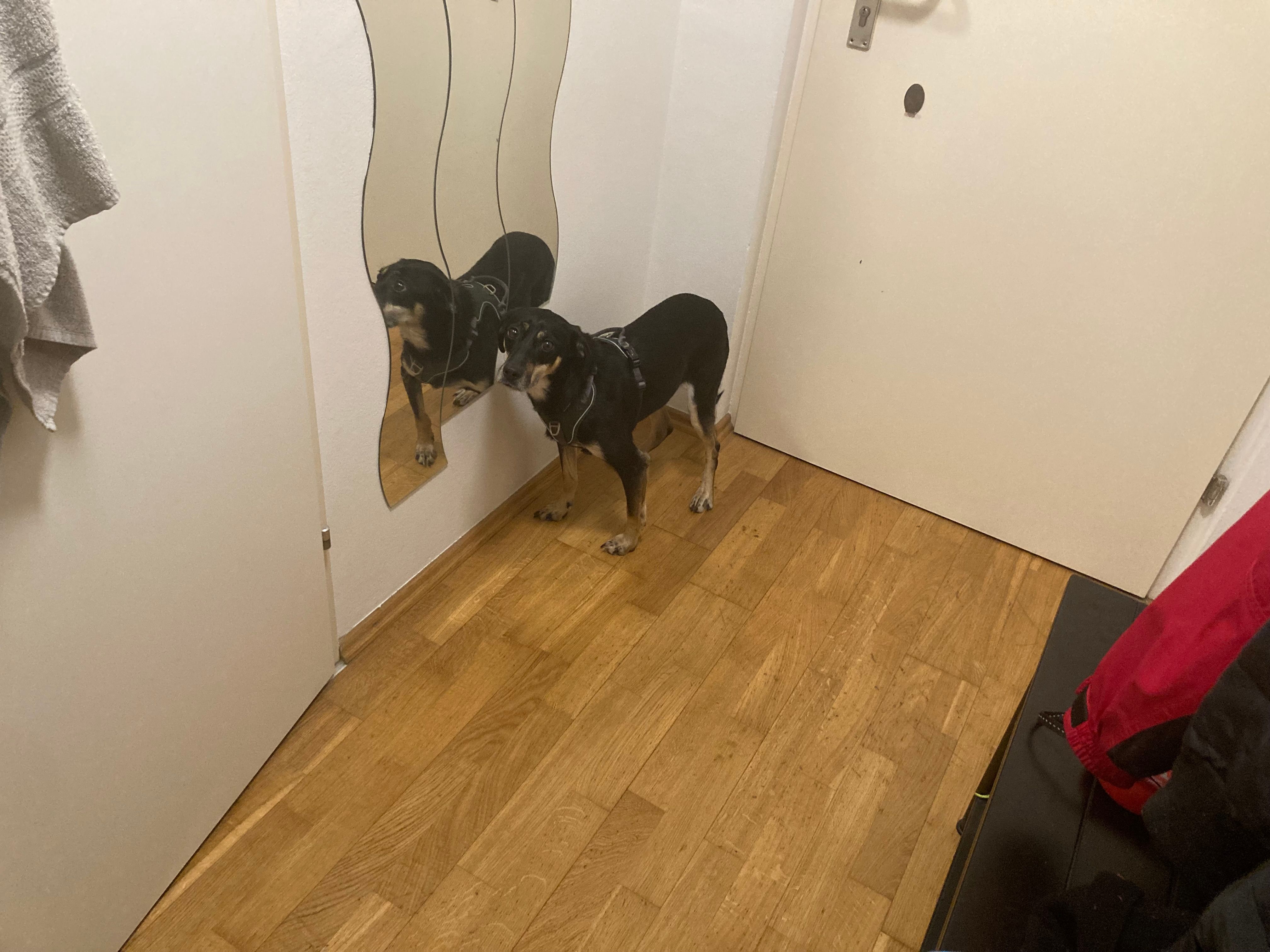 Henry - Obere Augartenstraße, Wien