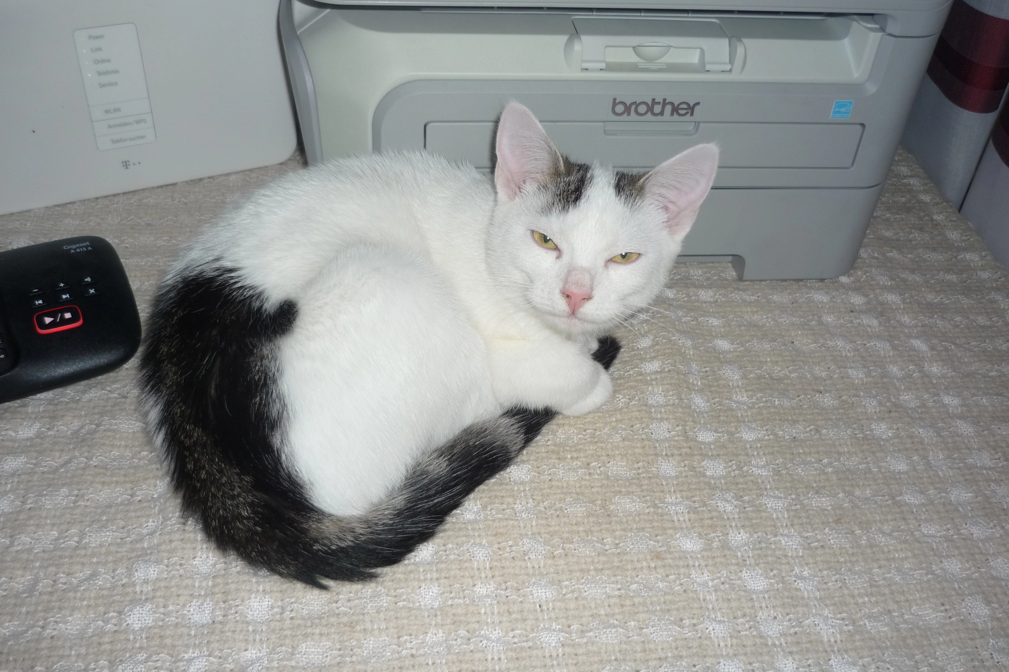 Missing Cat - Hansestraße, Zempin