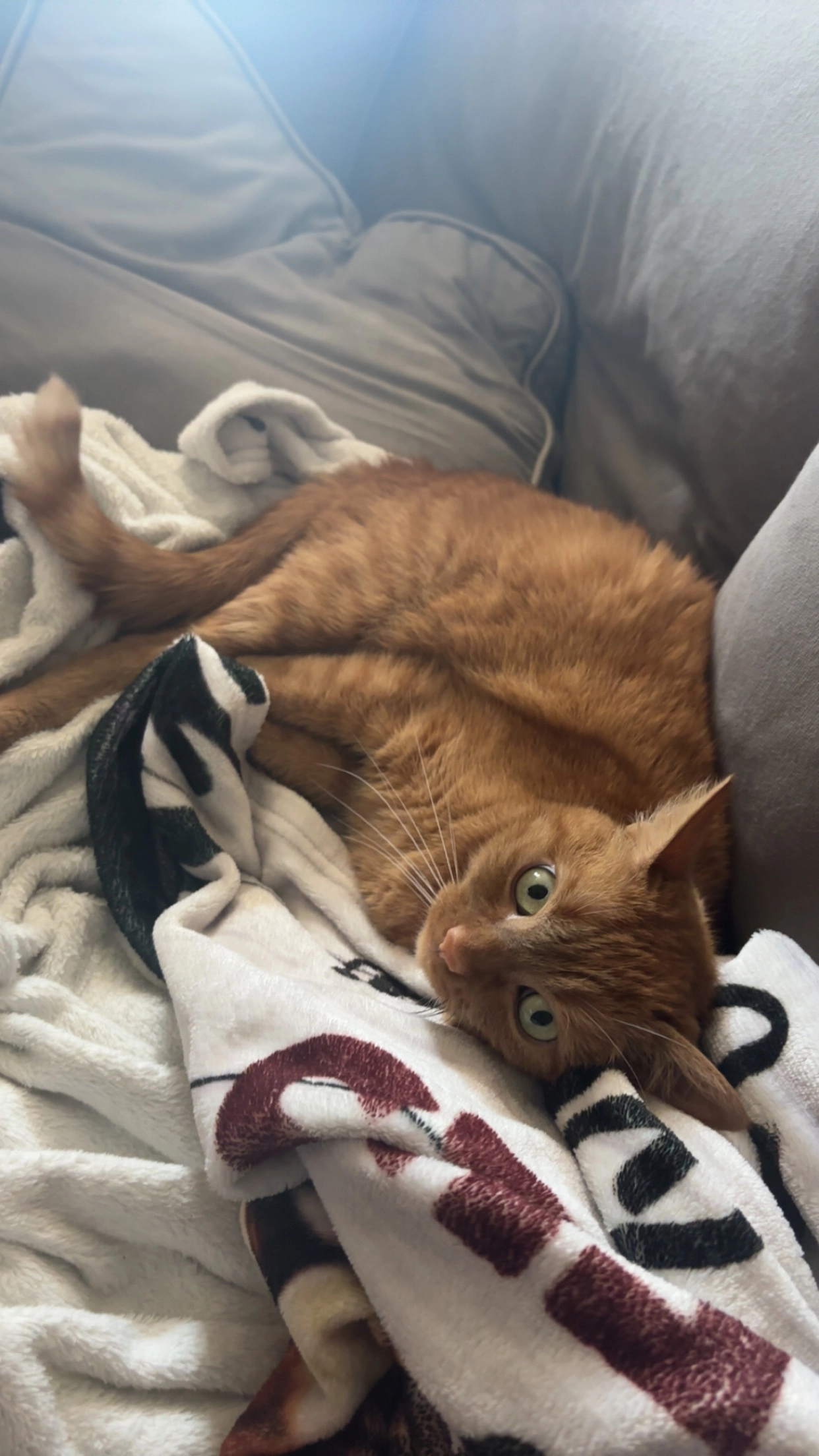 Garfield - Impasse De La Fontaine, Les Landes-Genusson