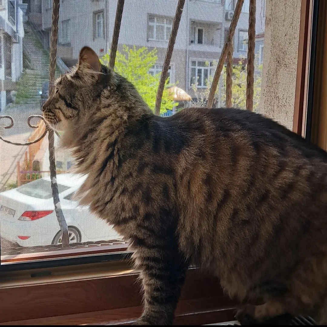 Jülide  - Yahya Kemal Mahallesi, Baykan Sokak 30,, Kağıthane, İstanbul.