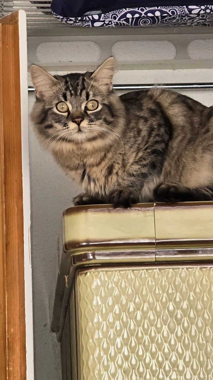 Cookie  - Täliweg, Mels