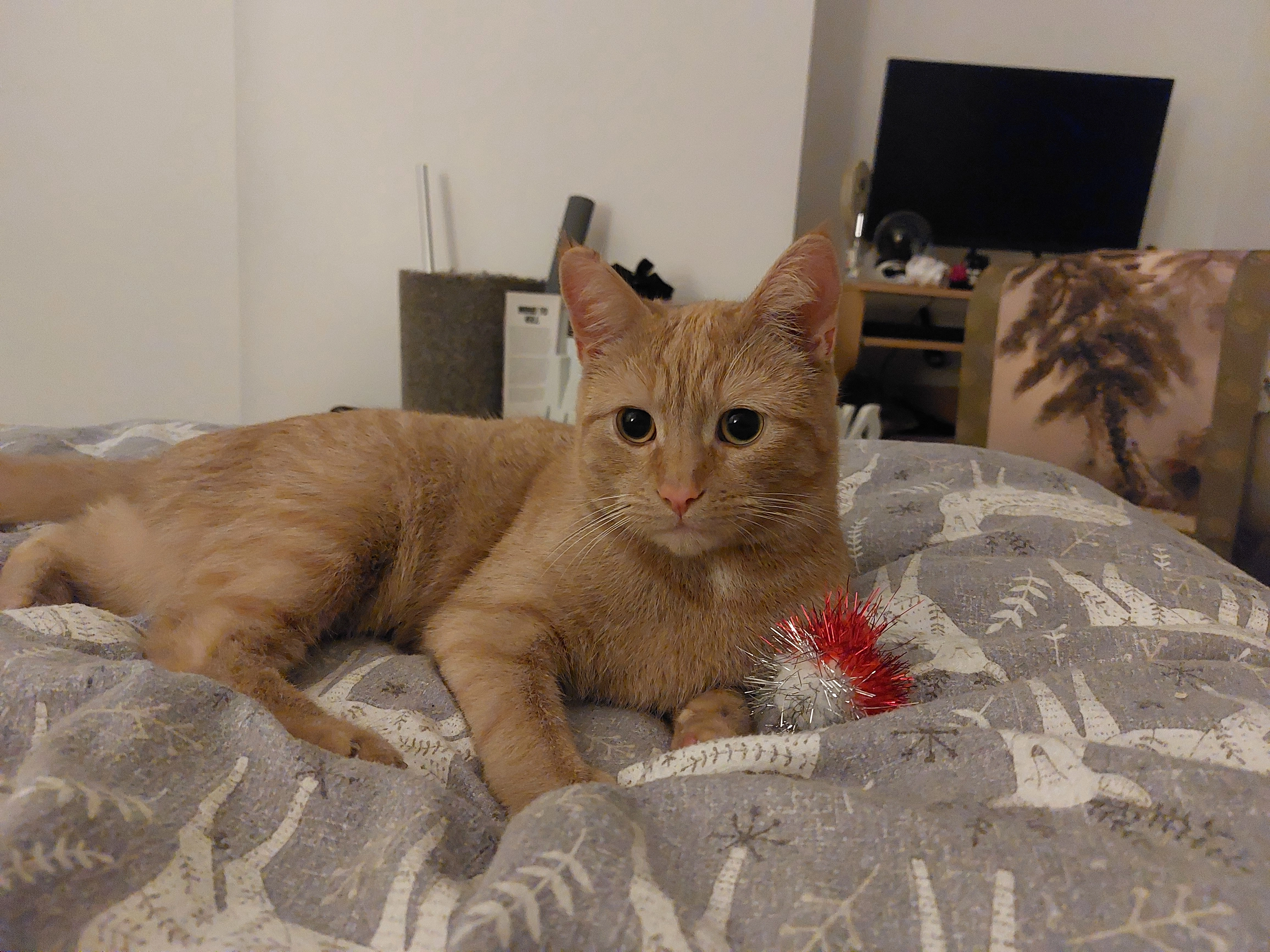 Salad - Den Walk, Leven