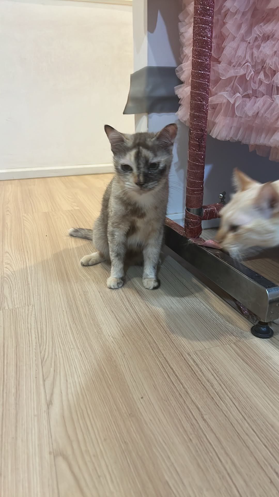 Shu-jai  - Srinagarindra-Rom Klao Road, Bangkok