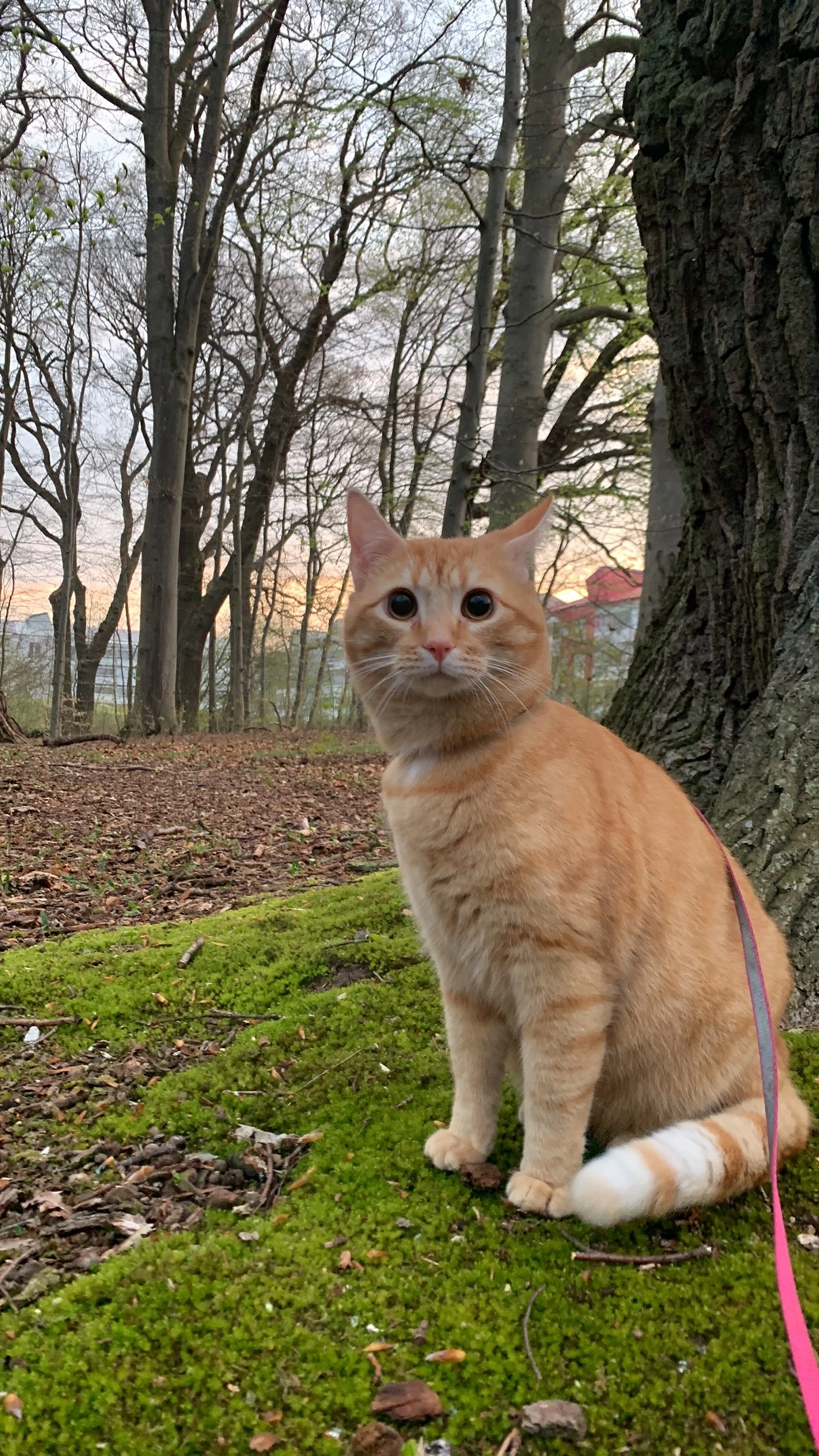 Pepi - Egedalsvænge, Kokkedal