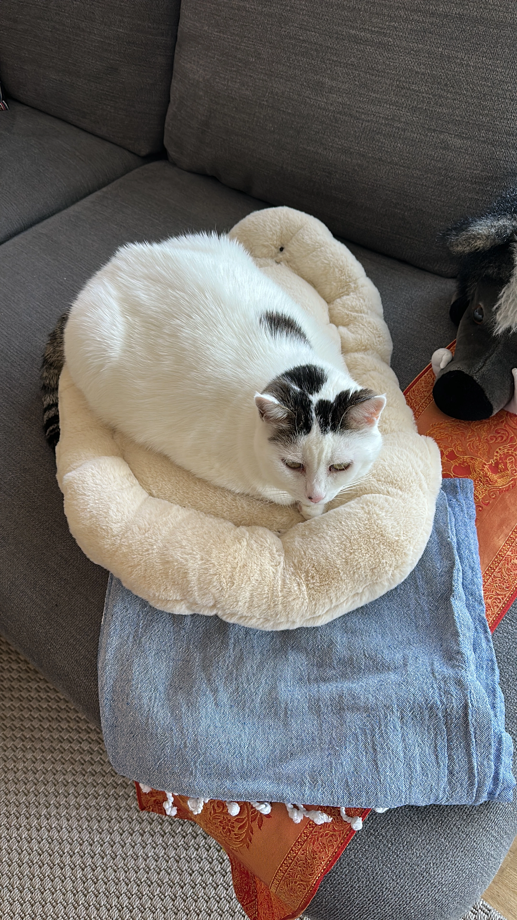 Tigerschwanz  - Rietwisliweg, Uster