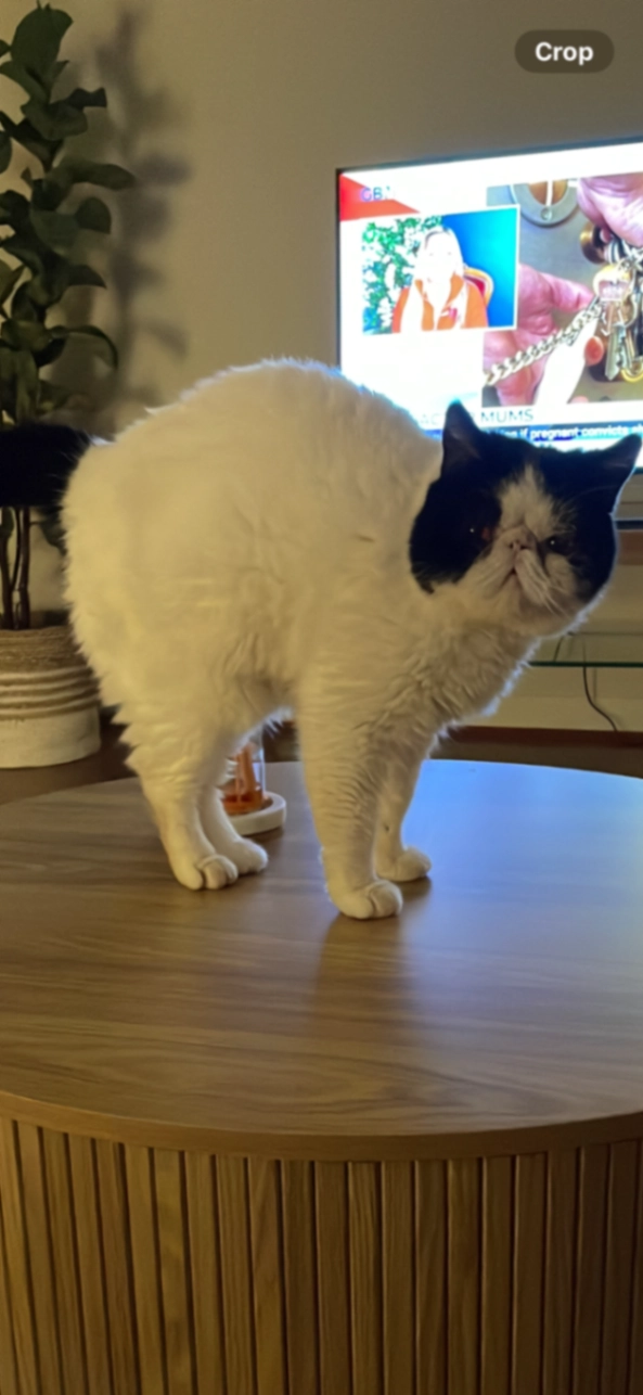 Pablo - 9 Avenue de Catalogne, Canet-en-Roussillon