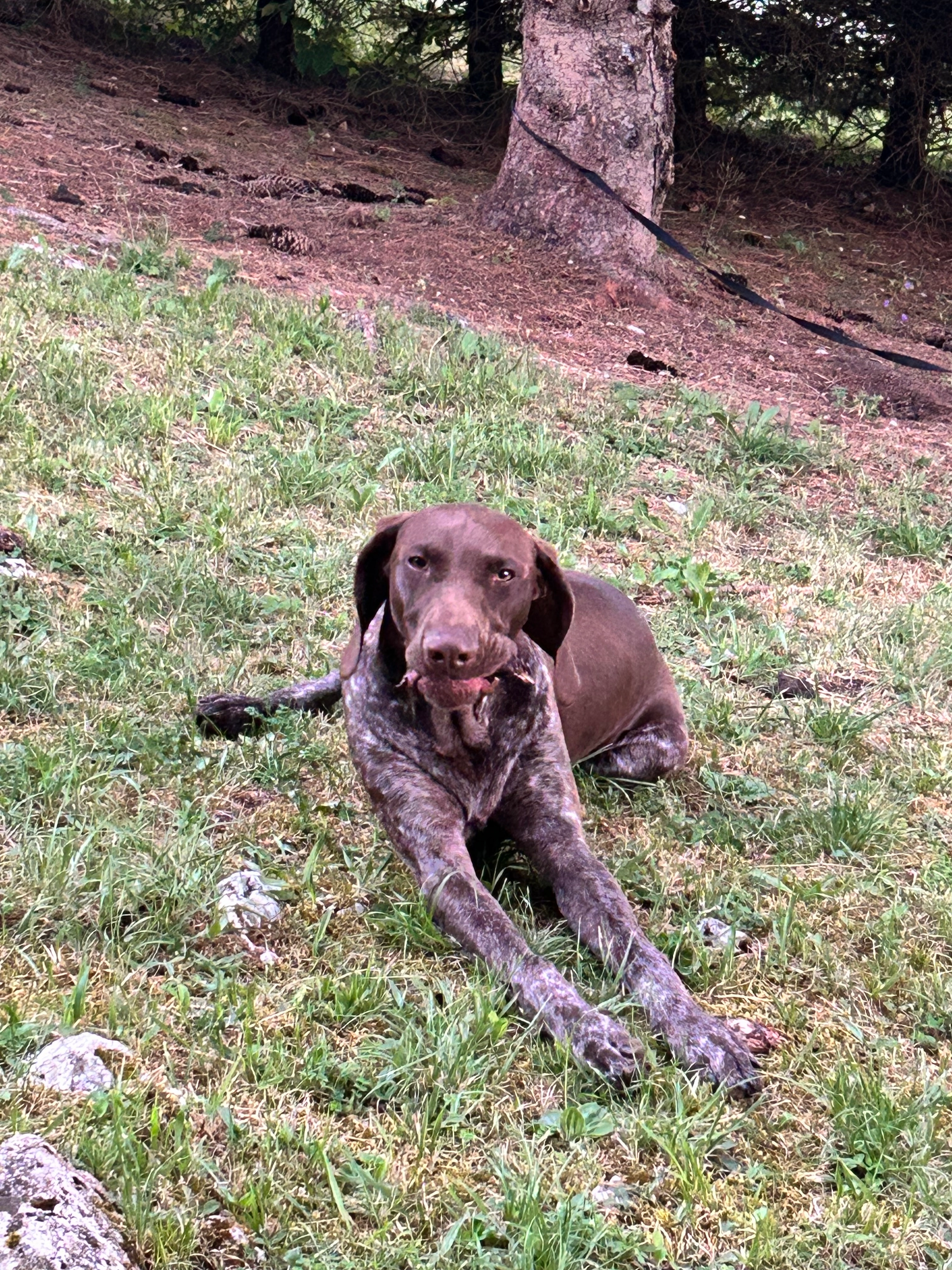 Oslo - Rue Pré Voyard, Les Hôpitaux-Neufs