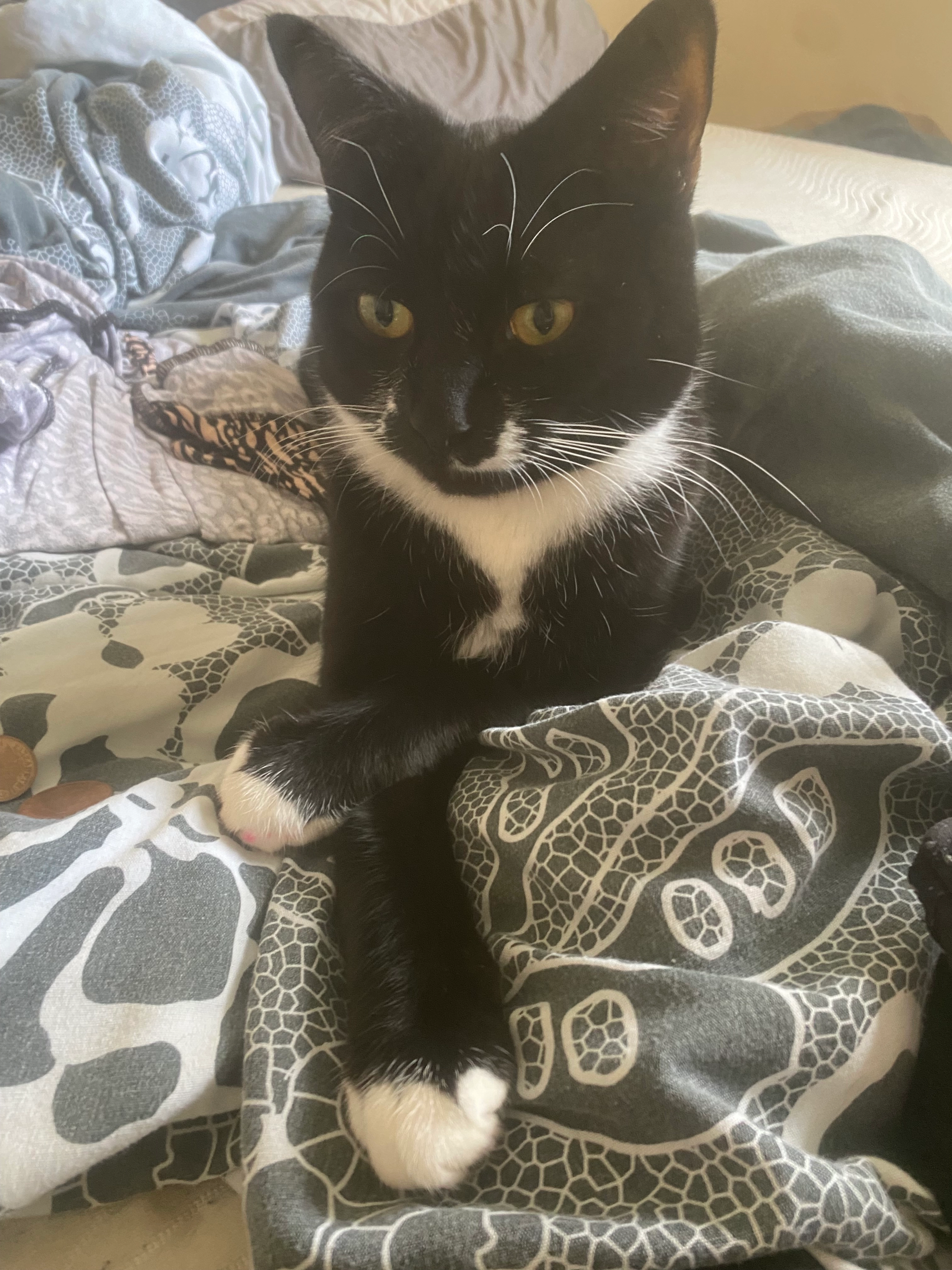 Pongo - Abington Place, Haverhill