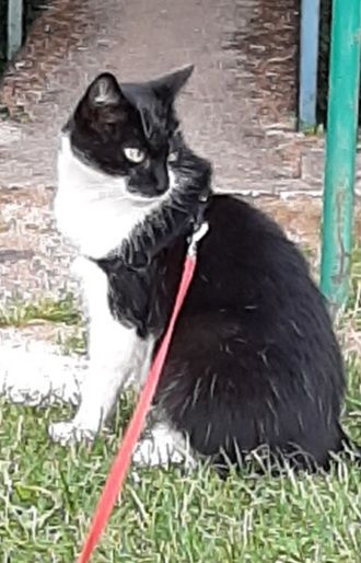 Jazz - Place Augustin Malroux, Saint-Benoît-de-Carmaux