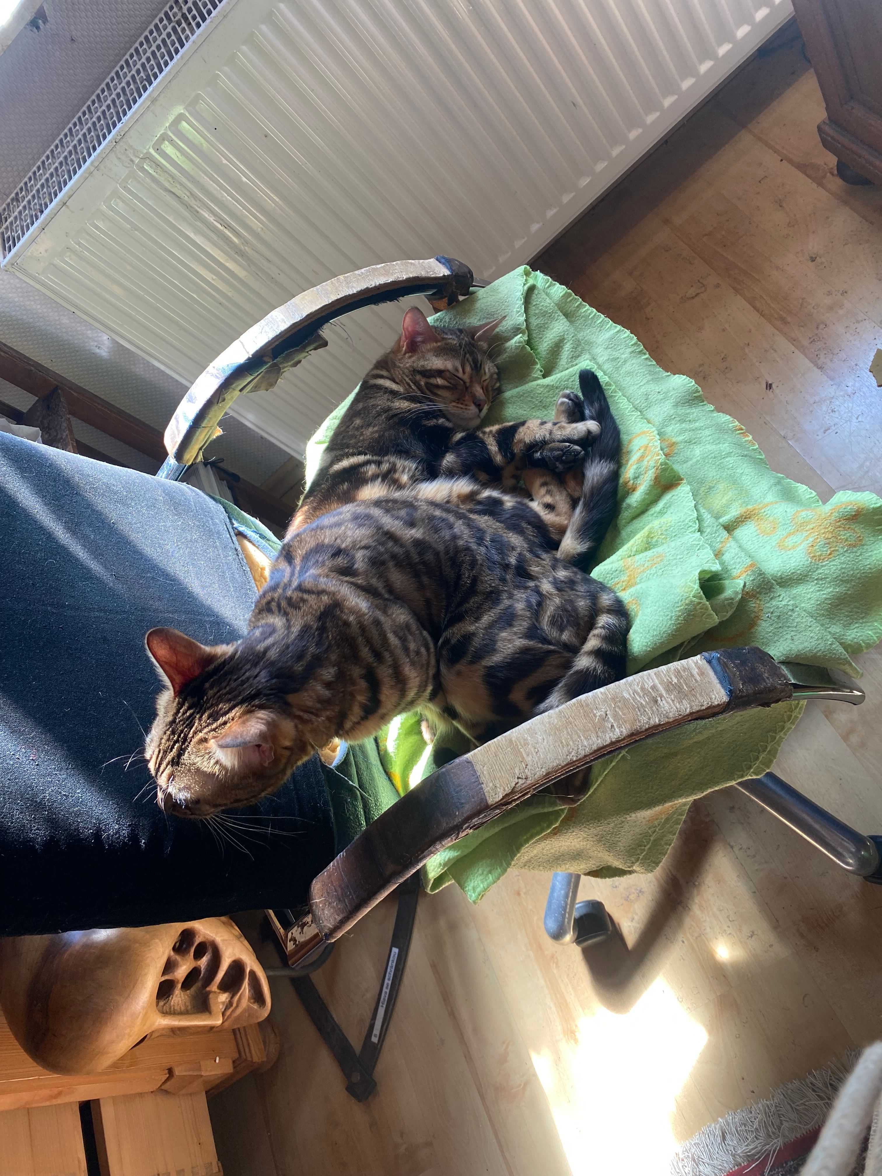 Dalila - Schillerstraße, Groß-Zimmern