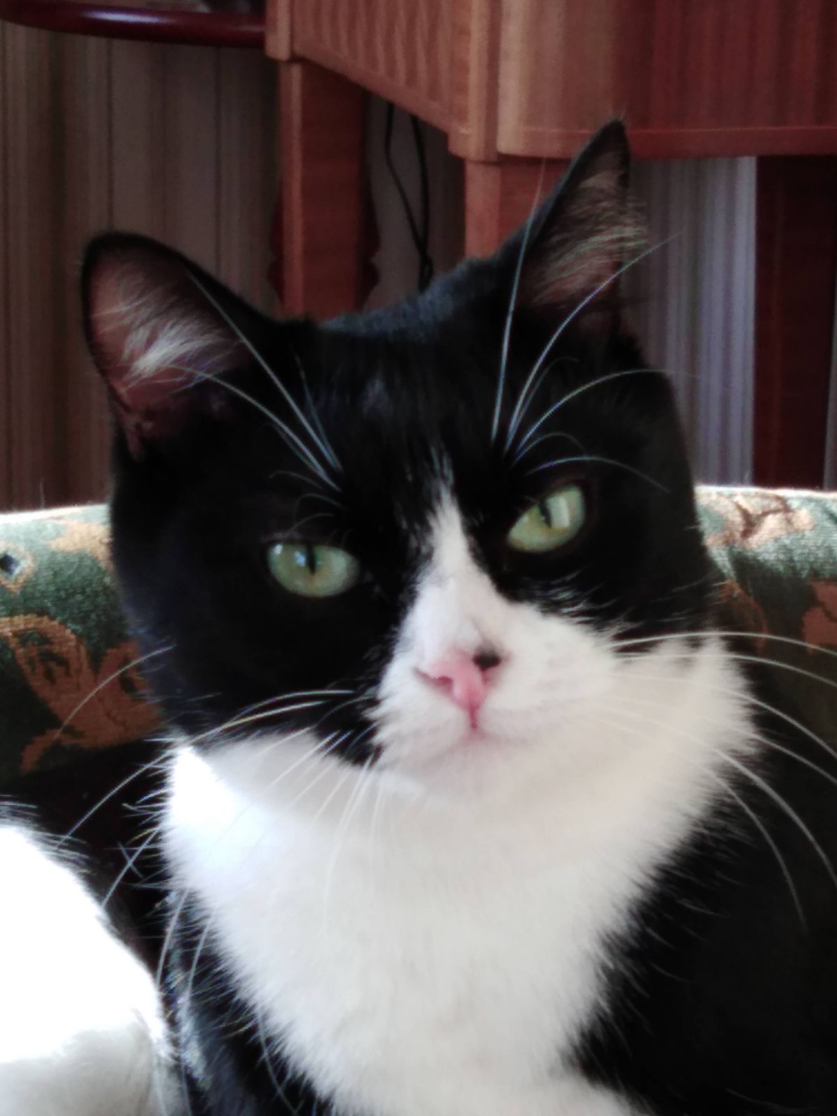 Loulou - Rue De La Paix, Eppeville