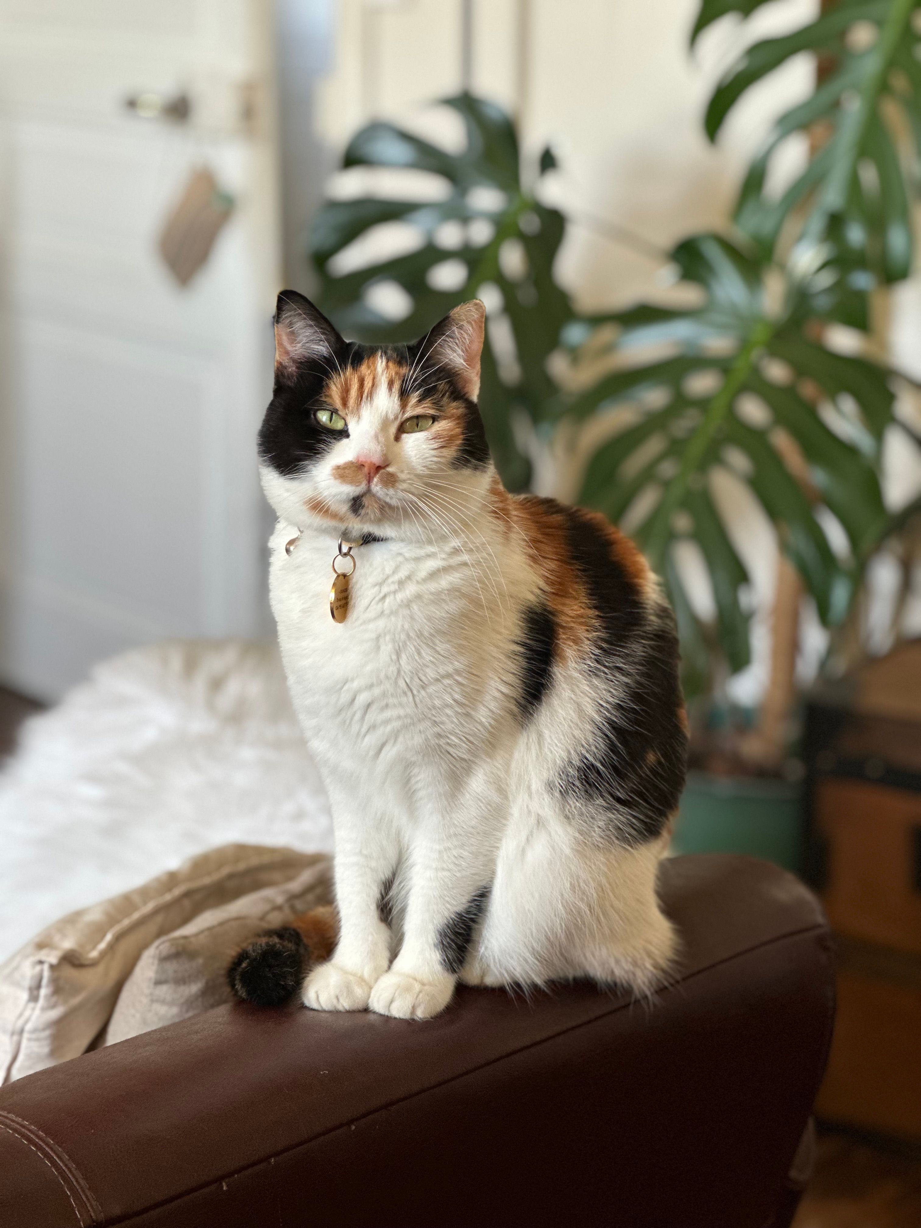 Soazic - Venelle Auguste Ropars, Morlaix