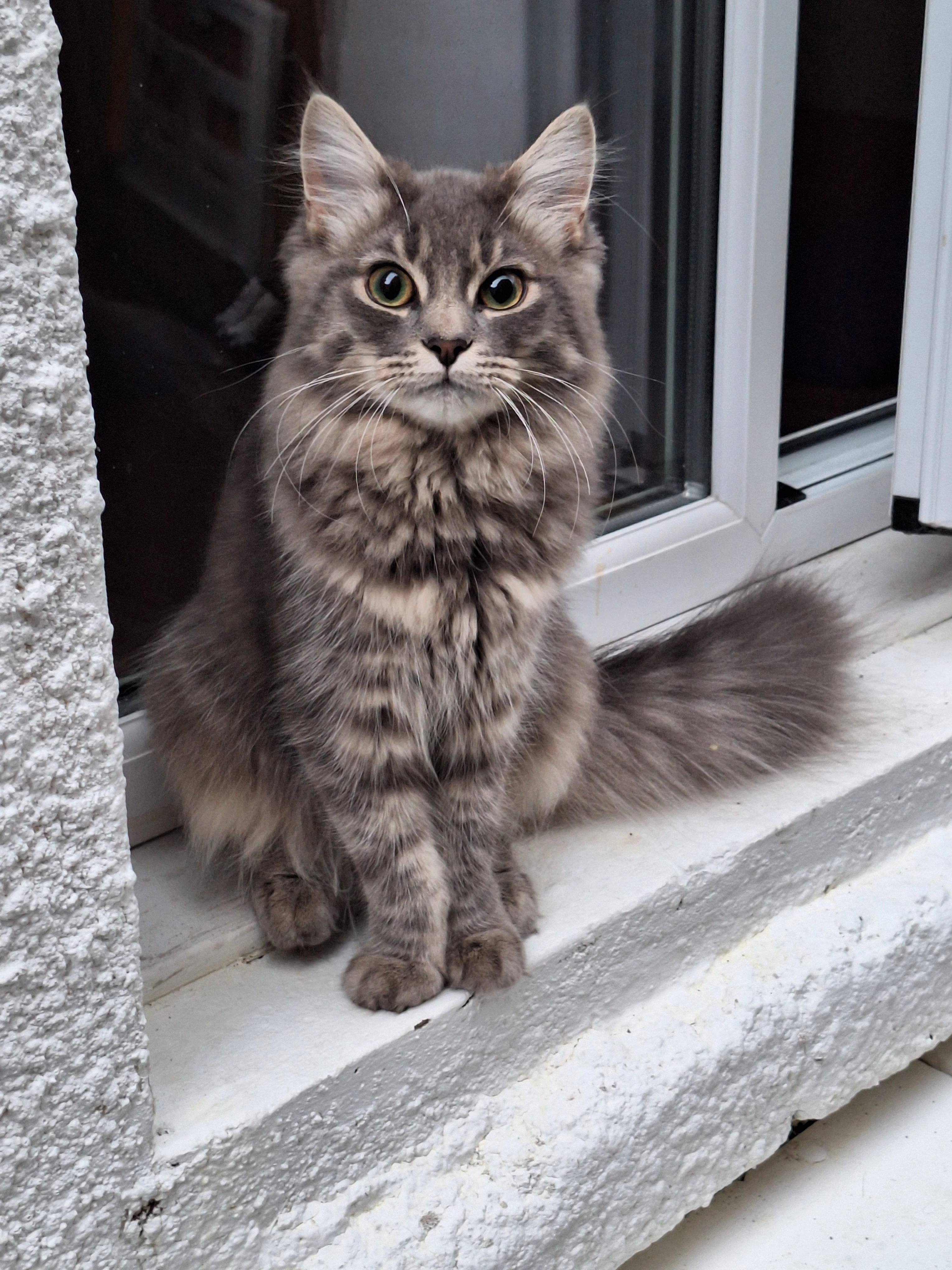 Gray  - Janet Street, Cardiff