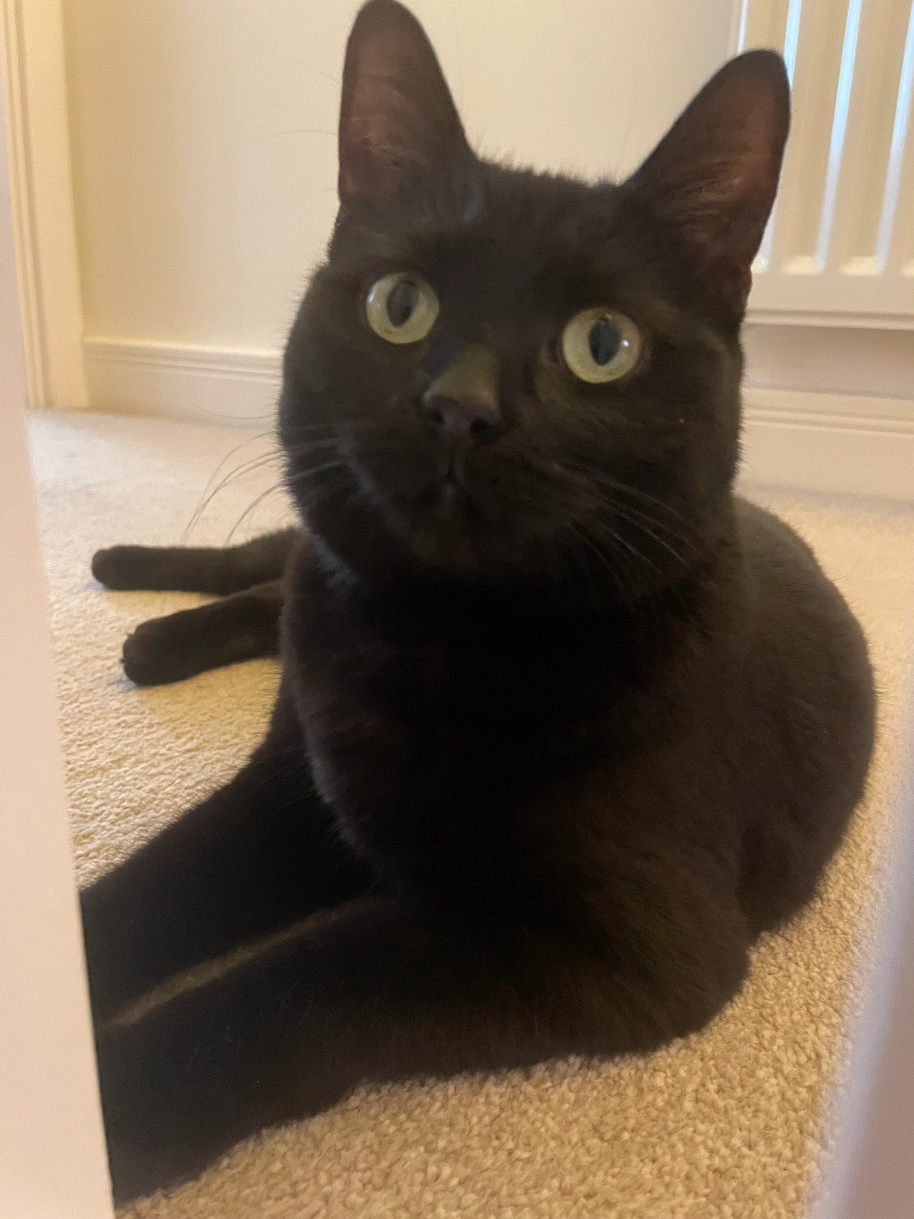 Tilly - Hop Row, Ely