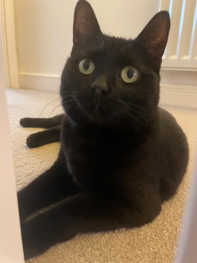 Tilly - Hop Row, Ely