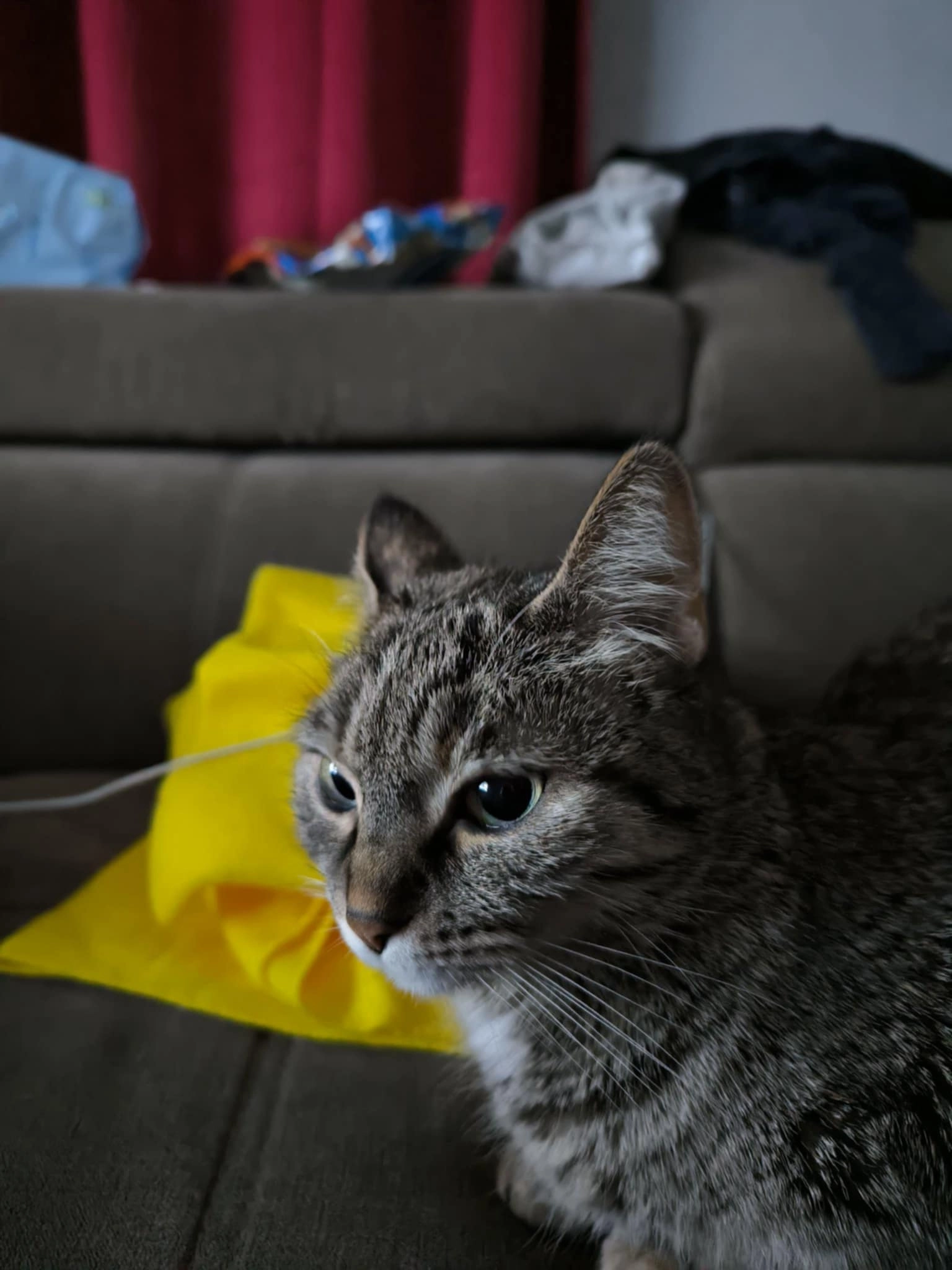 BrouBrou  - Rue De La Wantzenau, Hœrdt