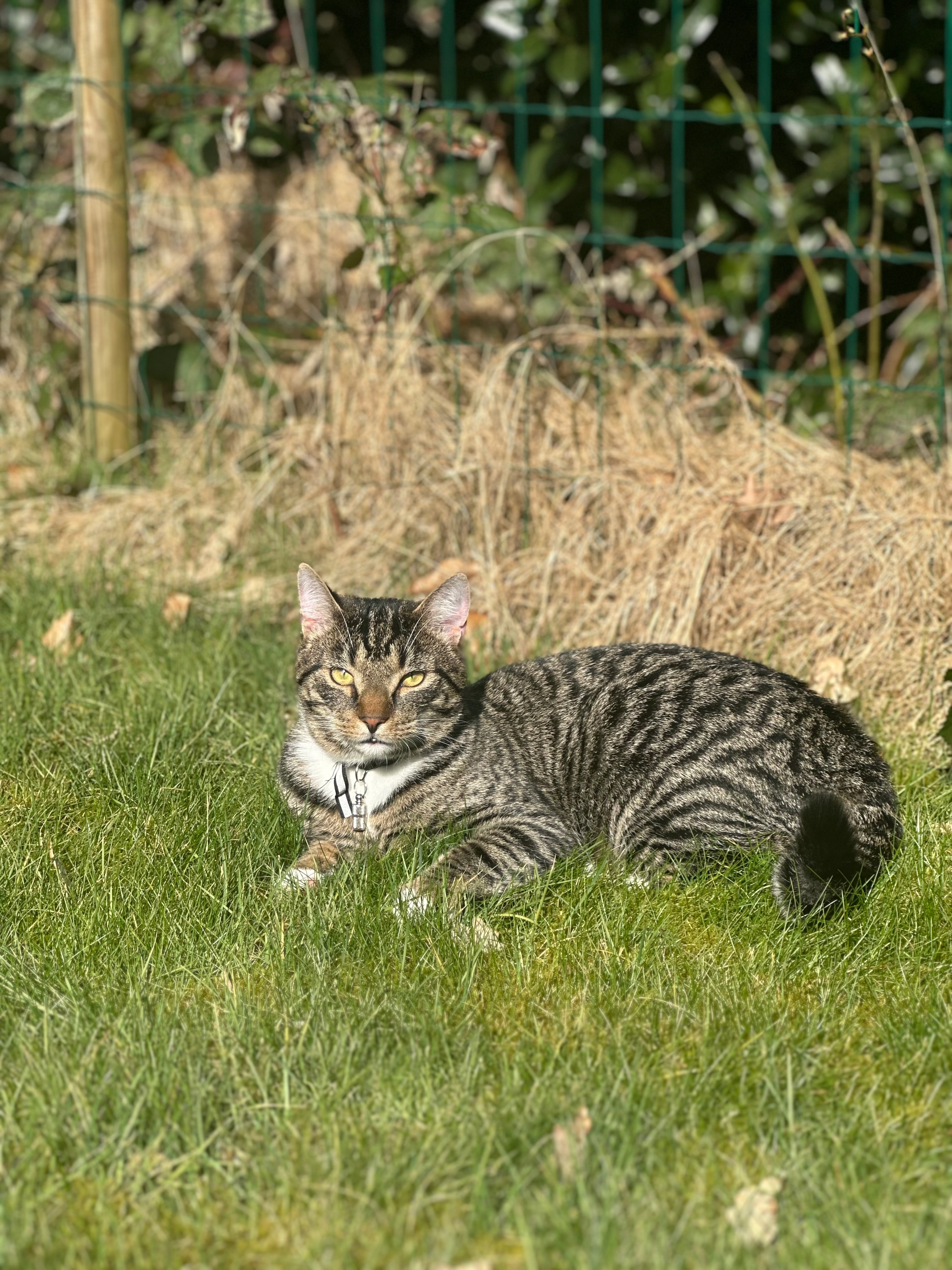 Mogli - Akazienweg, Fredenbeck