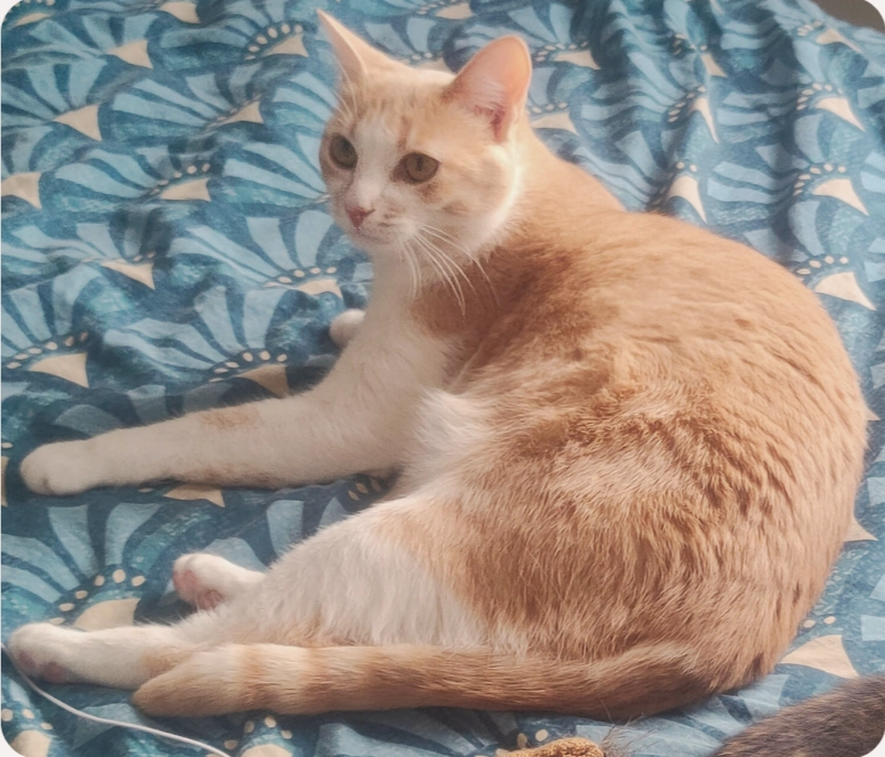 Bambou - Avenue de Stockholm, La Rochelle