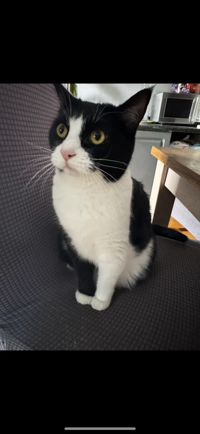 Cassie - Almorah Road, Hounslow