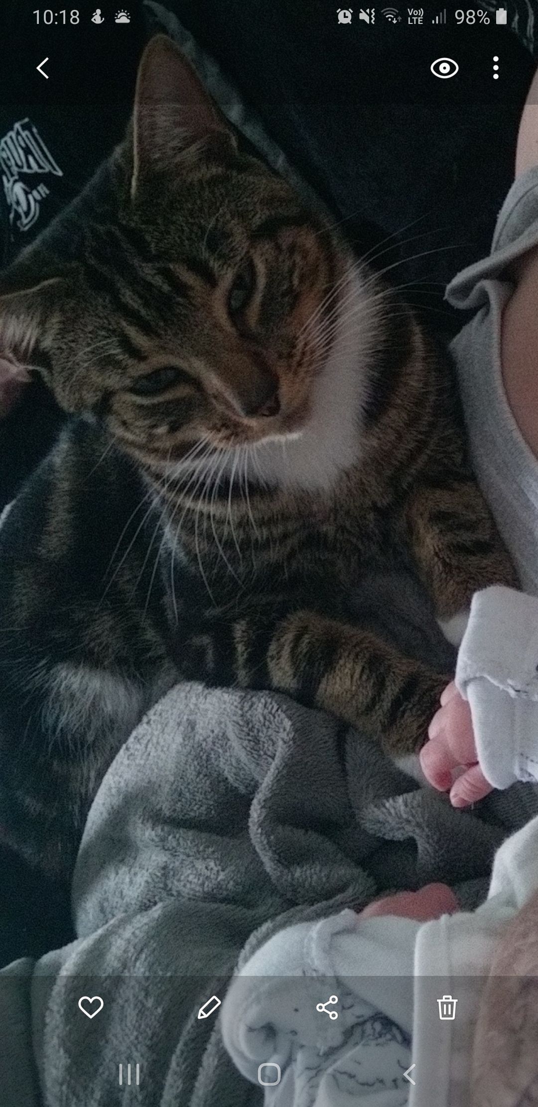 Tiger - Naseby Avenue, Folkestone