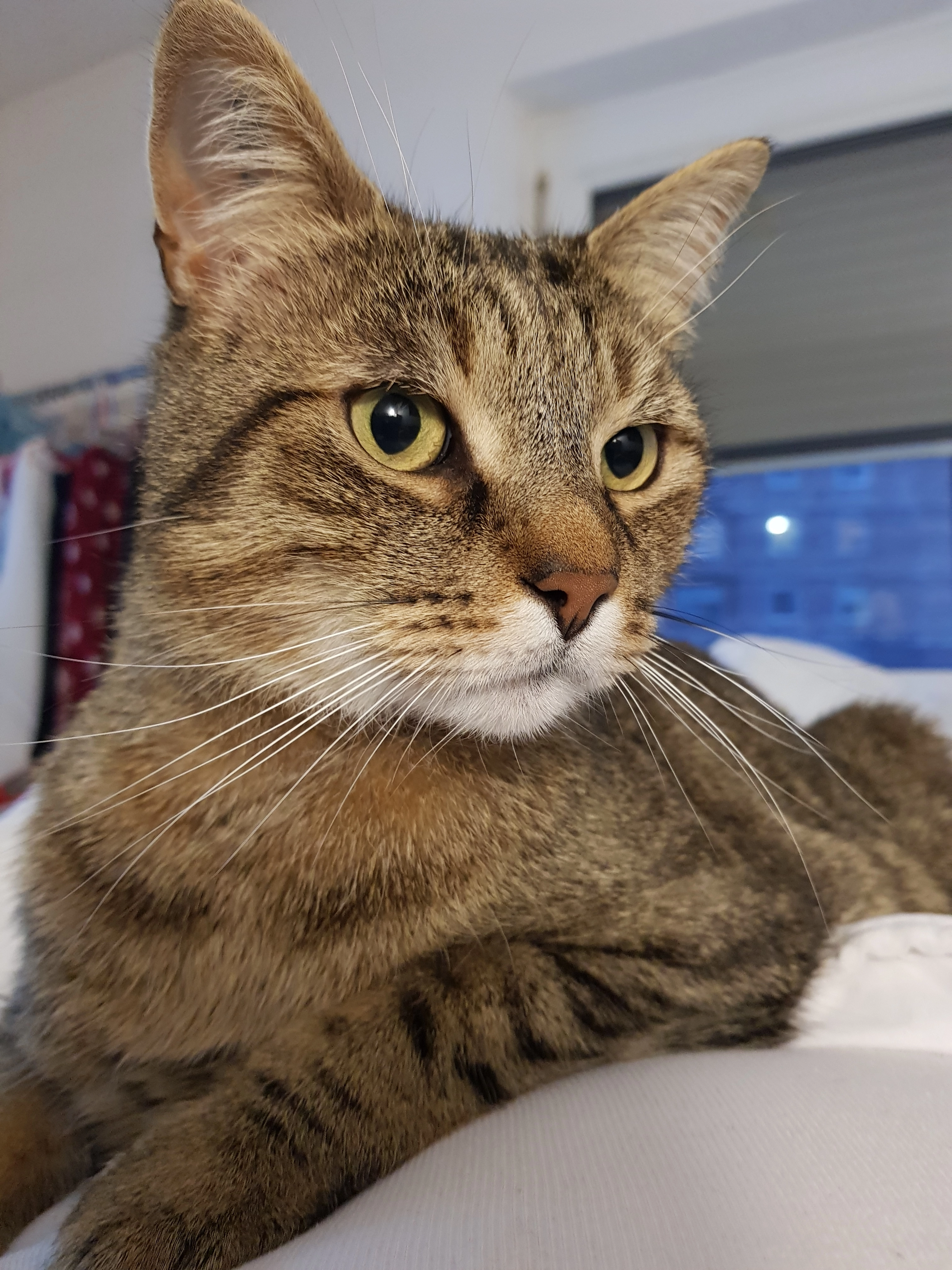 Mäxle - Fichtenstraße, Rottweil