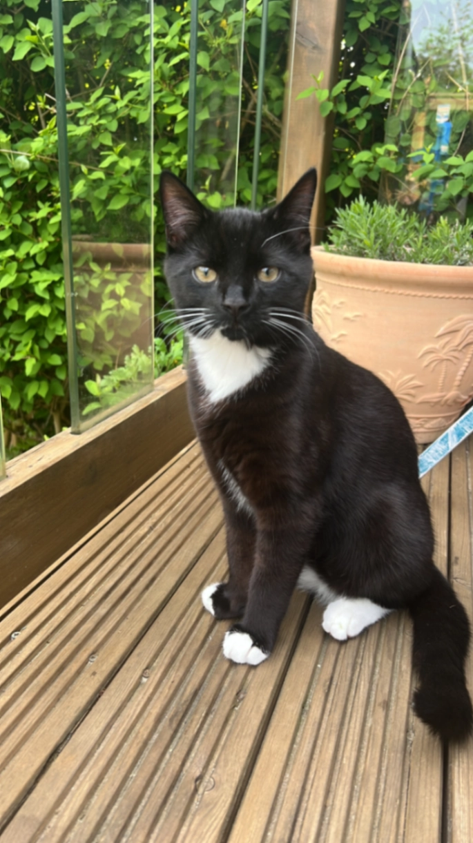 Echo - Park Avenue, Bushey