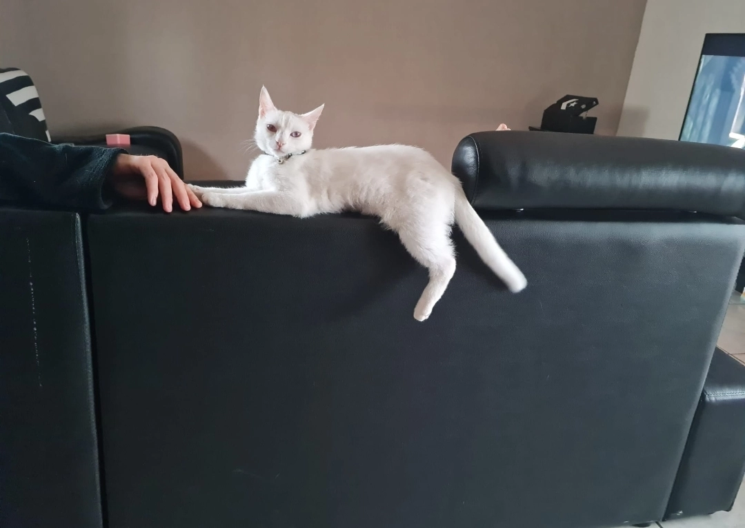 pepette - 110 Rue de l'Artisanat, Lunel