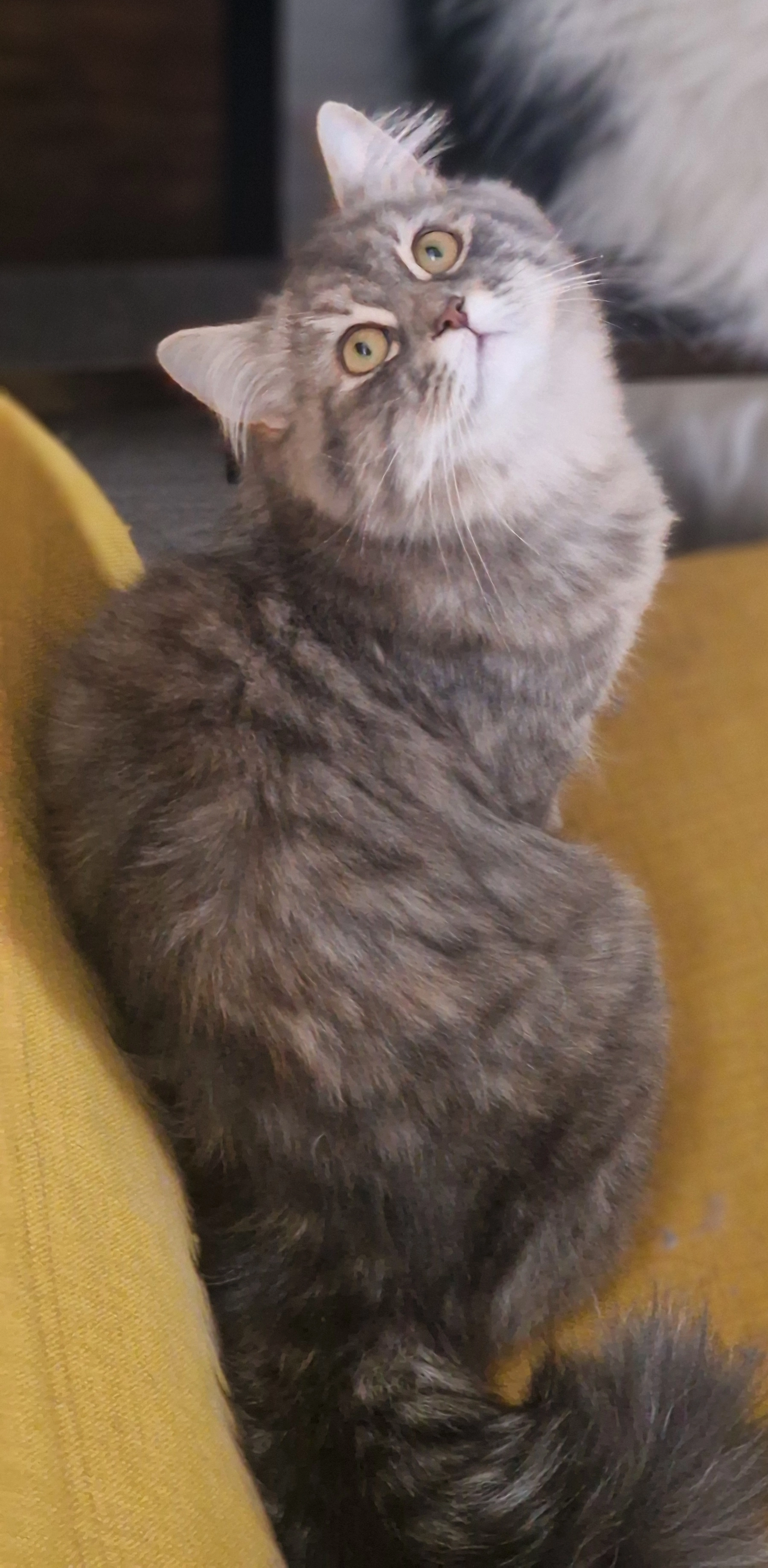 Shadow  - 60950, Montagny-Sainte-Félicité