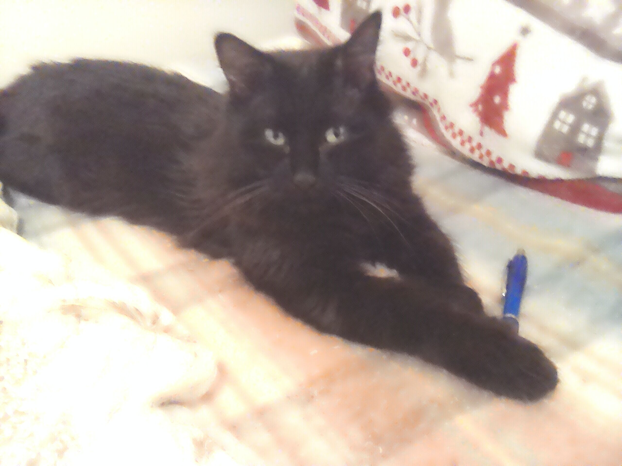 Simba - Lotissement Des Guynames, Bellerive-sur-Allier