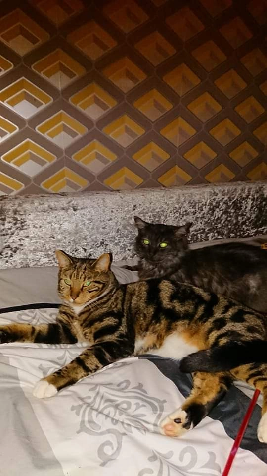 Lewis  - Eastcroft Drive, Sheffield