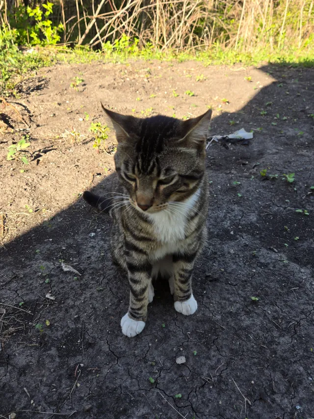 Pancho - Green Park Circle, Ankeny