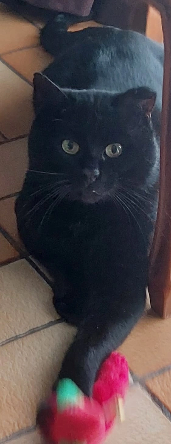 Baghera  - 59520, Marquette-lez-Lille