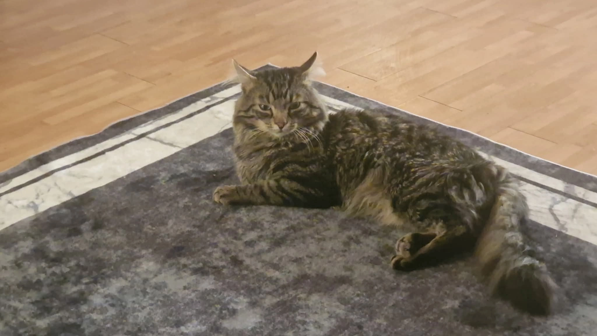 Balou - Gemüsegasse, Koblenz