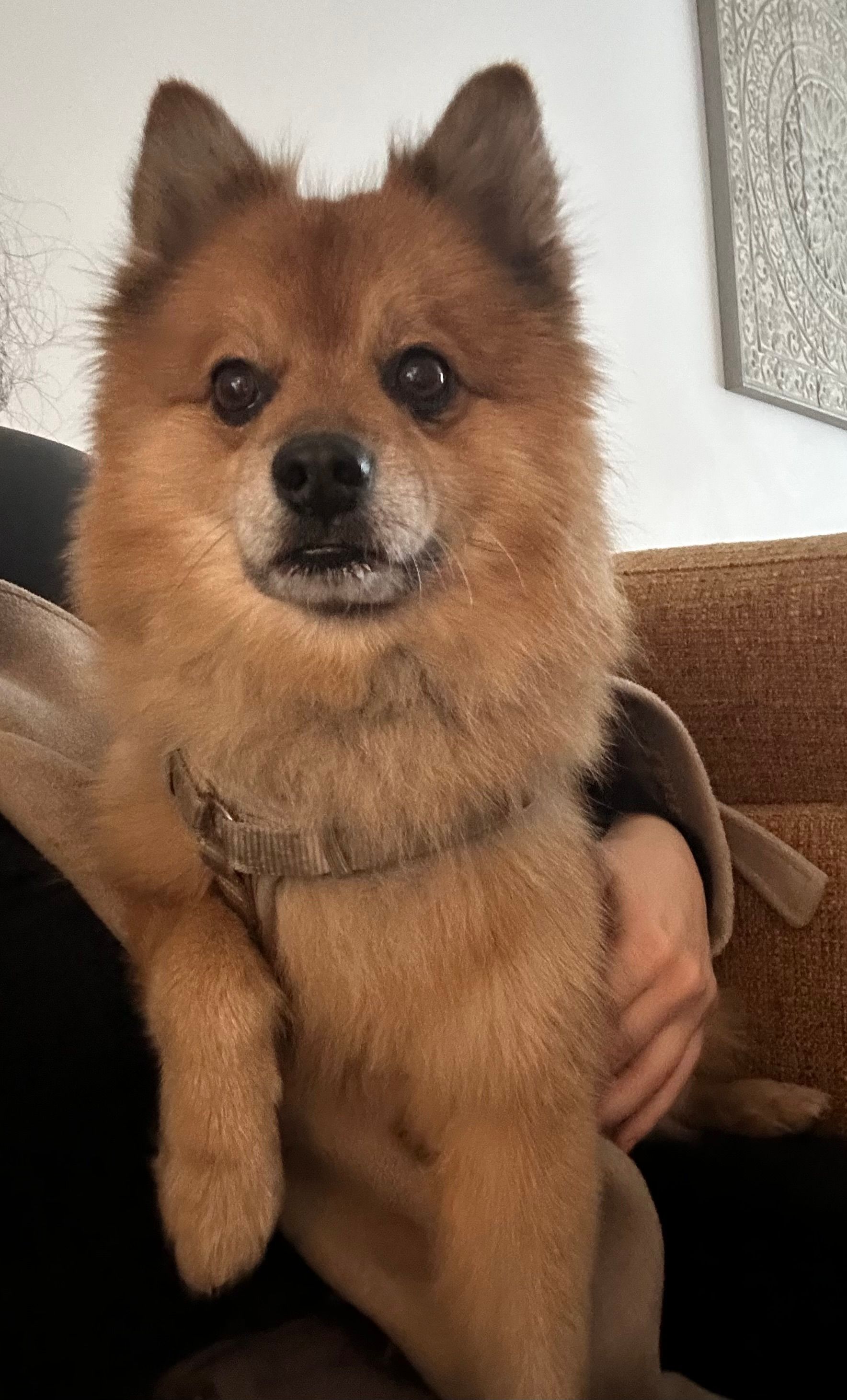 Fino - Ardennenweide, Tilburg