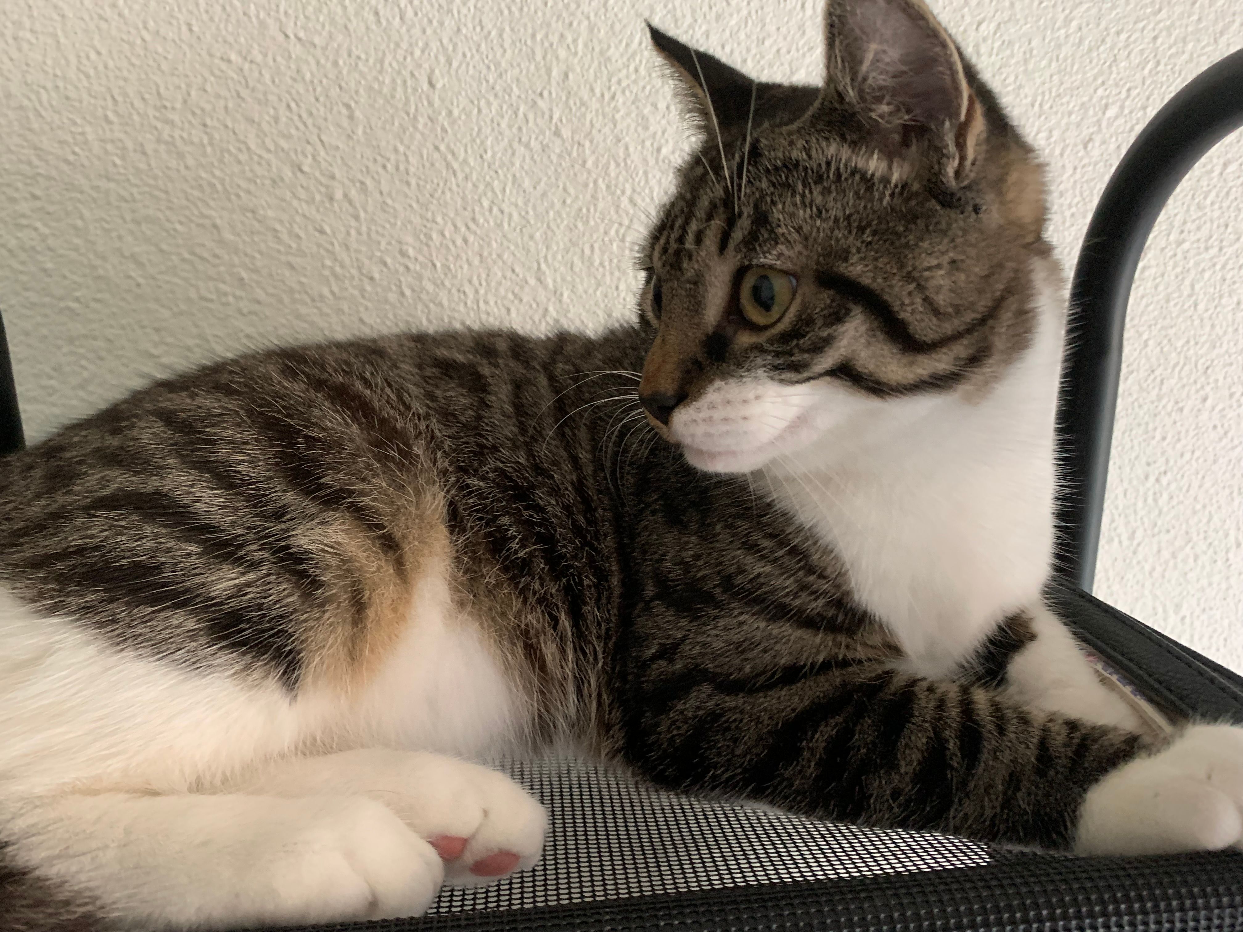 Winni  - 168 Boulevard du Petit Change, Périgueux