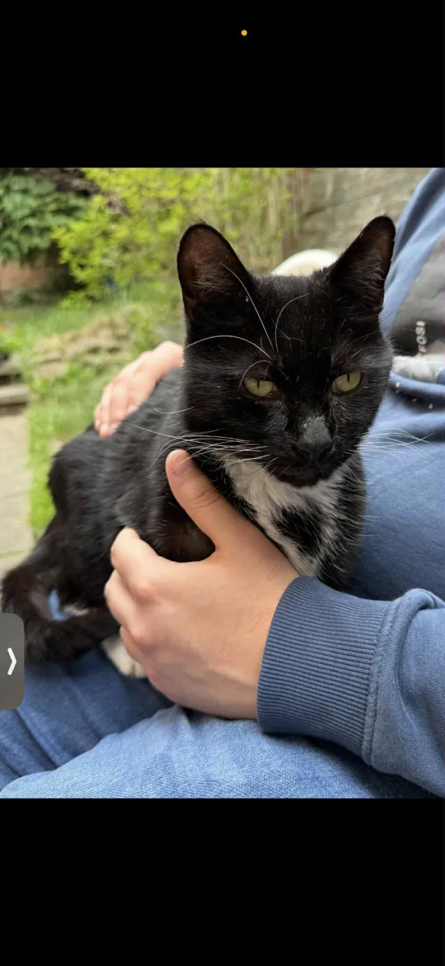 Alfie - Birkin Avenue, Nottingham