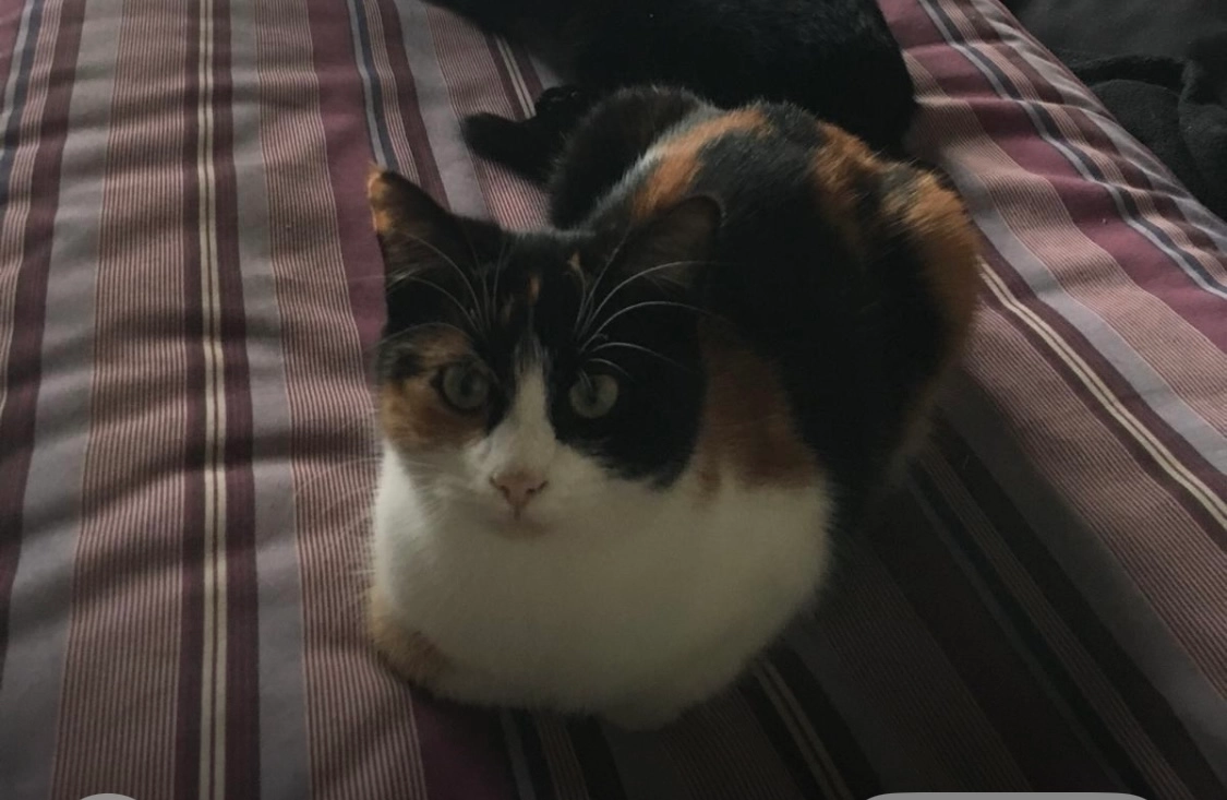 Lyduska - Riederstrasse 91, Bitsch